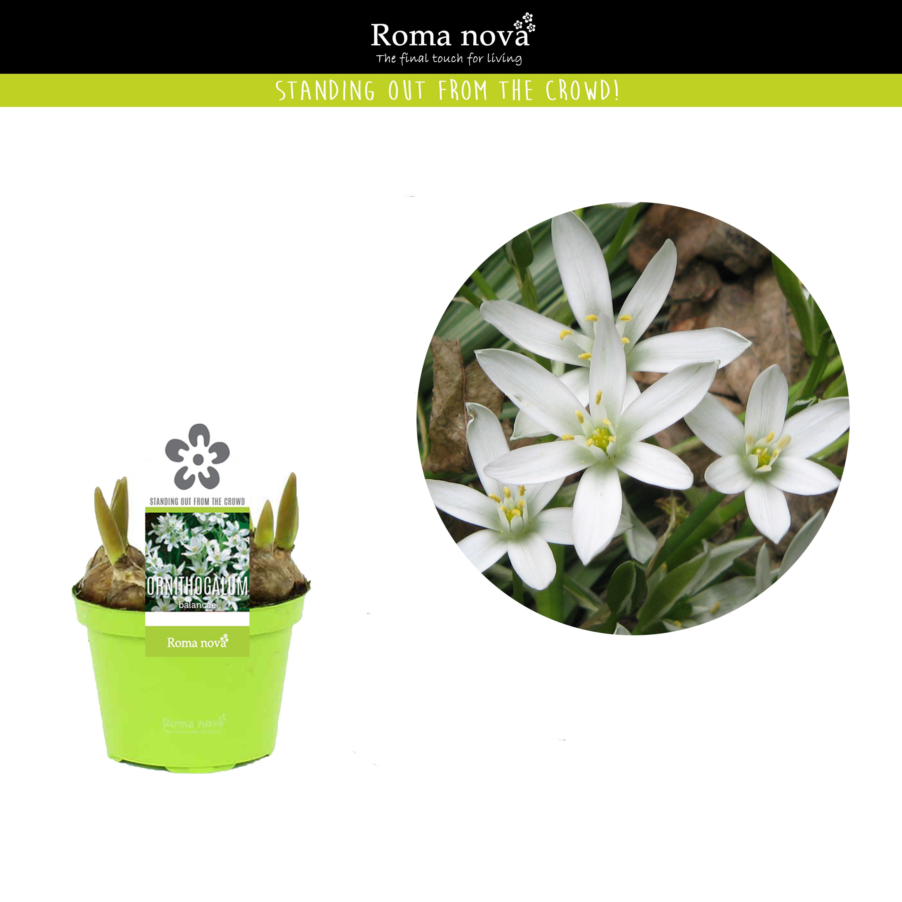 Ornitogalum balansae 9cm, D 9