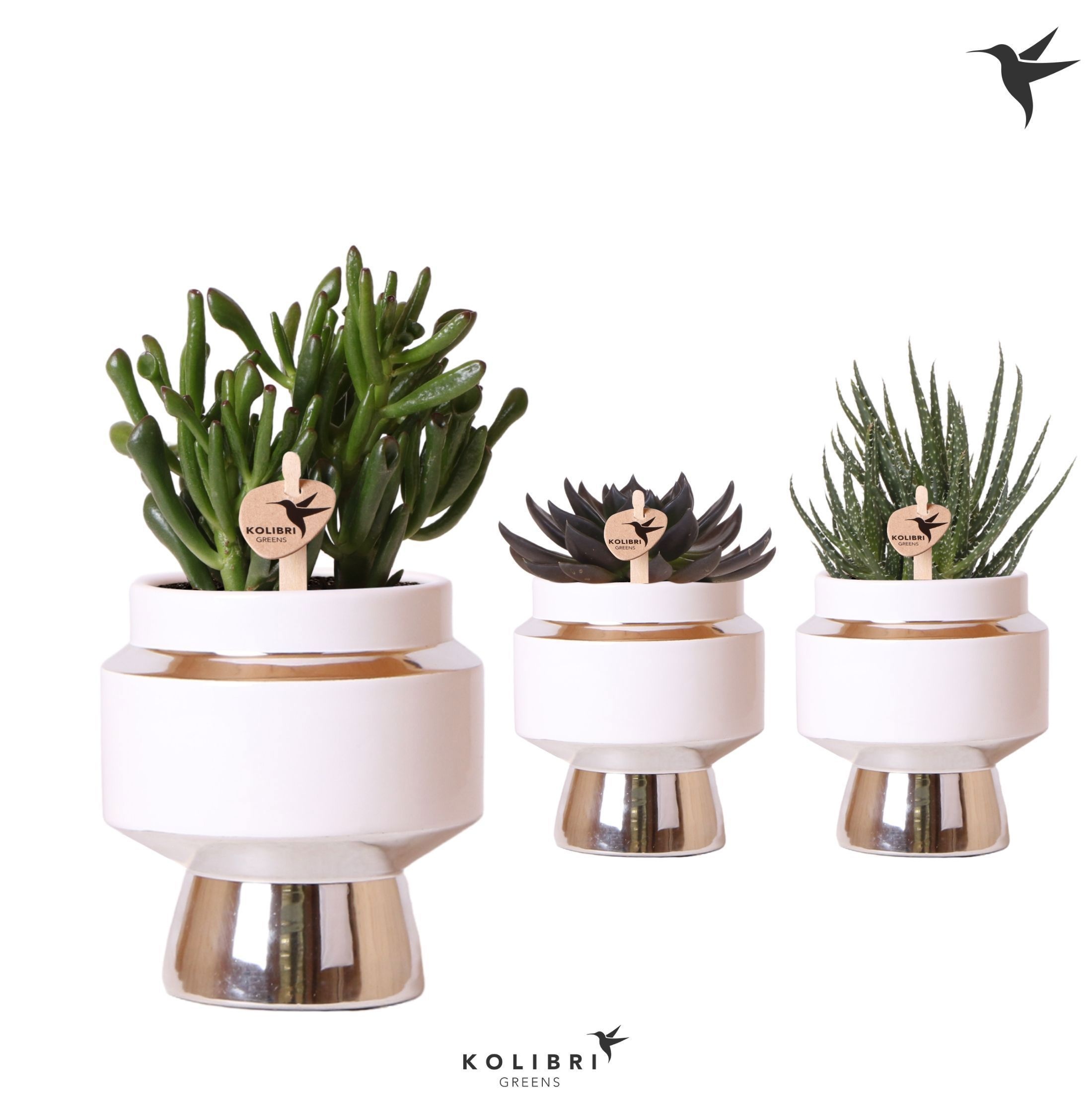 Kolibri Greens Succulenten mix in Le Chic pot silver, D 9