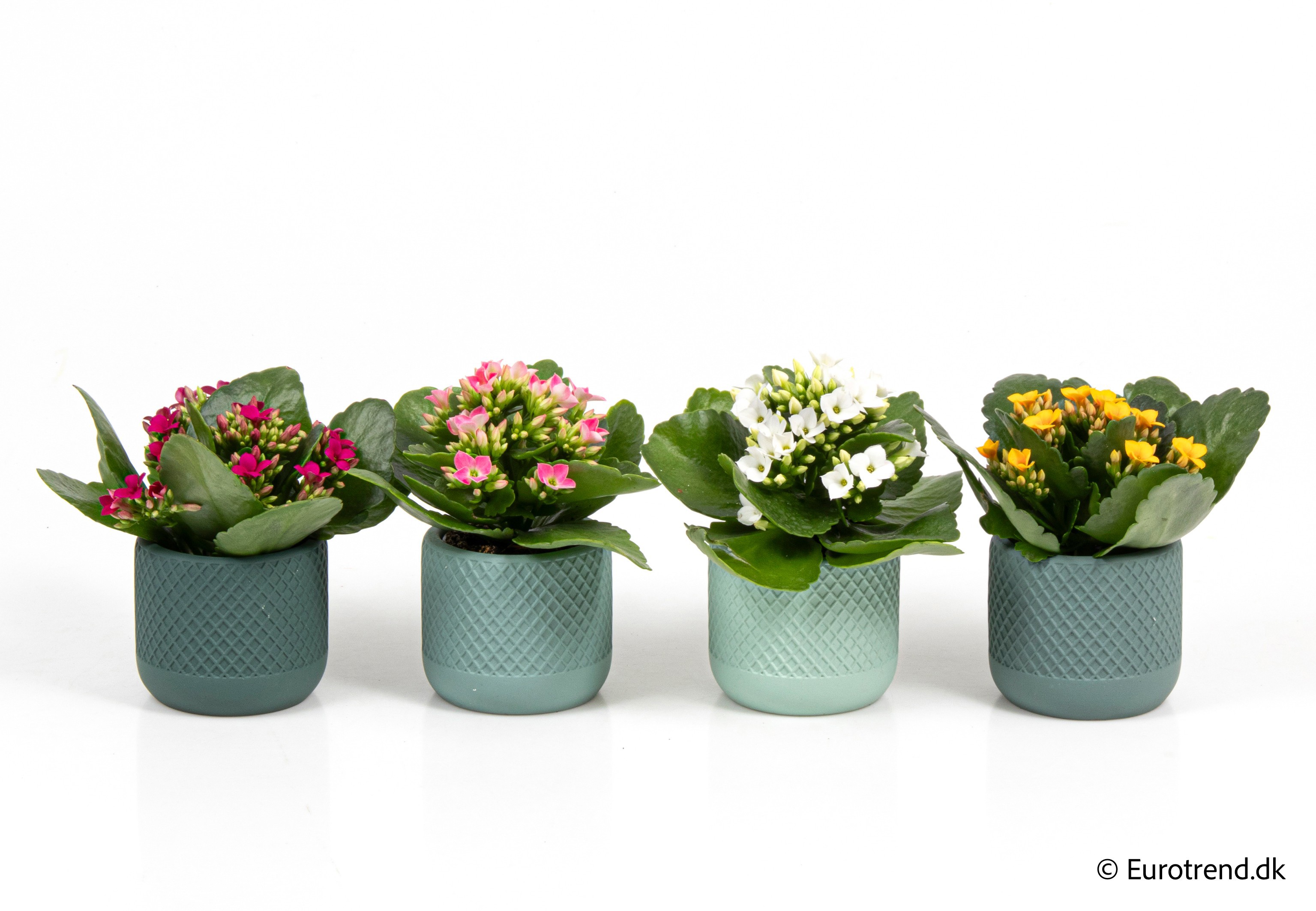 Kalanchoe in New Look ceramic 2026, D 6