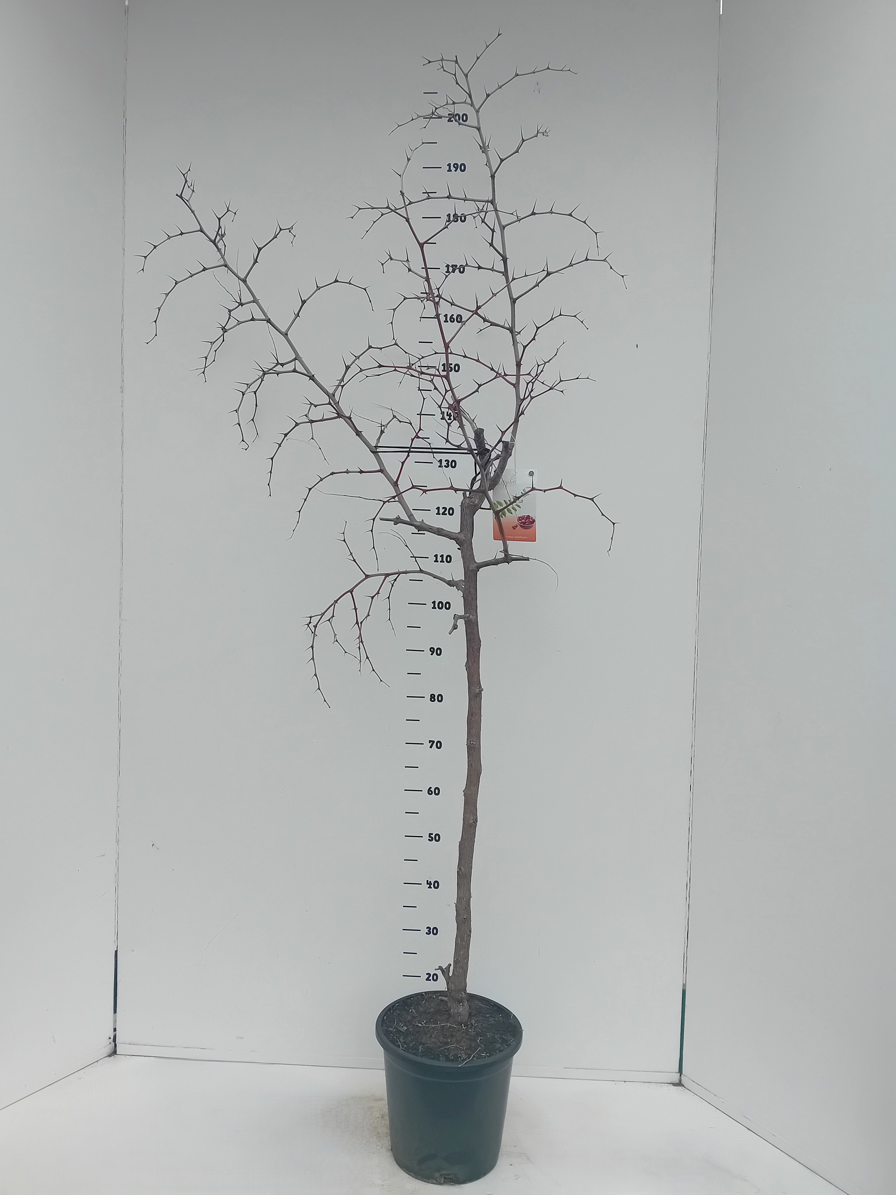 Zizipius jujuba, D 26