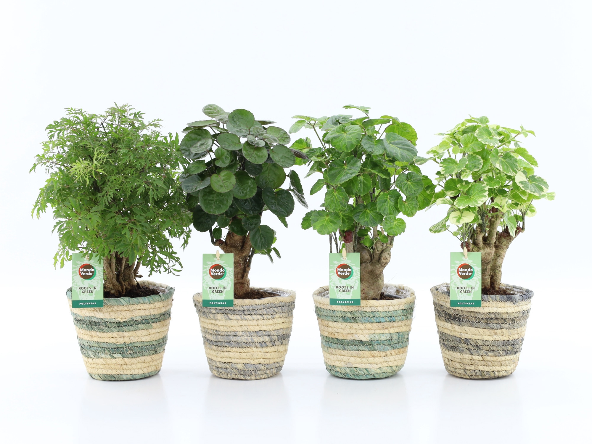 Polyscias Mix 12cm in Noah Lines, D 14