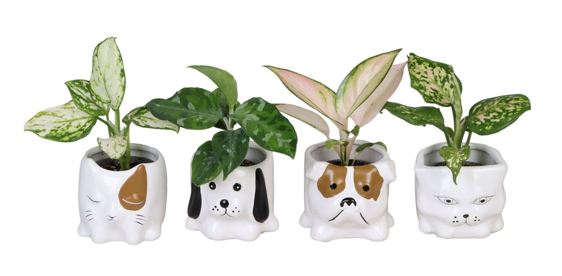 L 66654 with Aglaonema Mix 6 cm, D 6