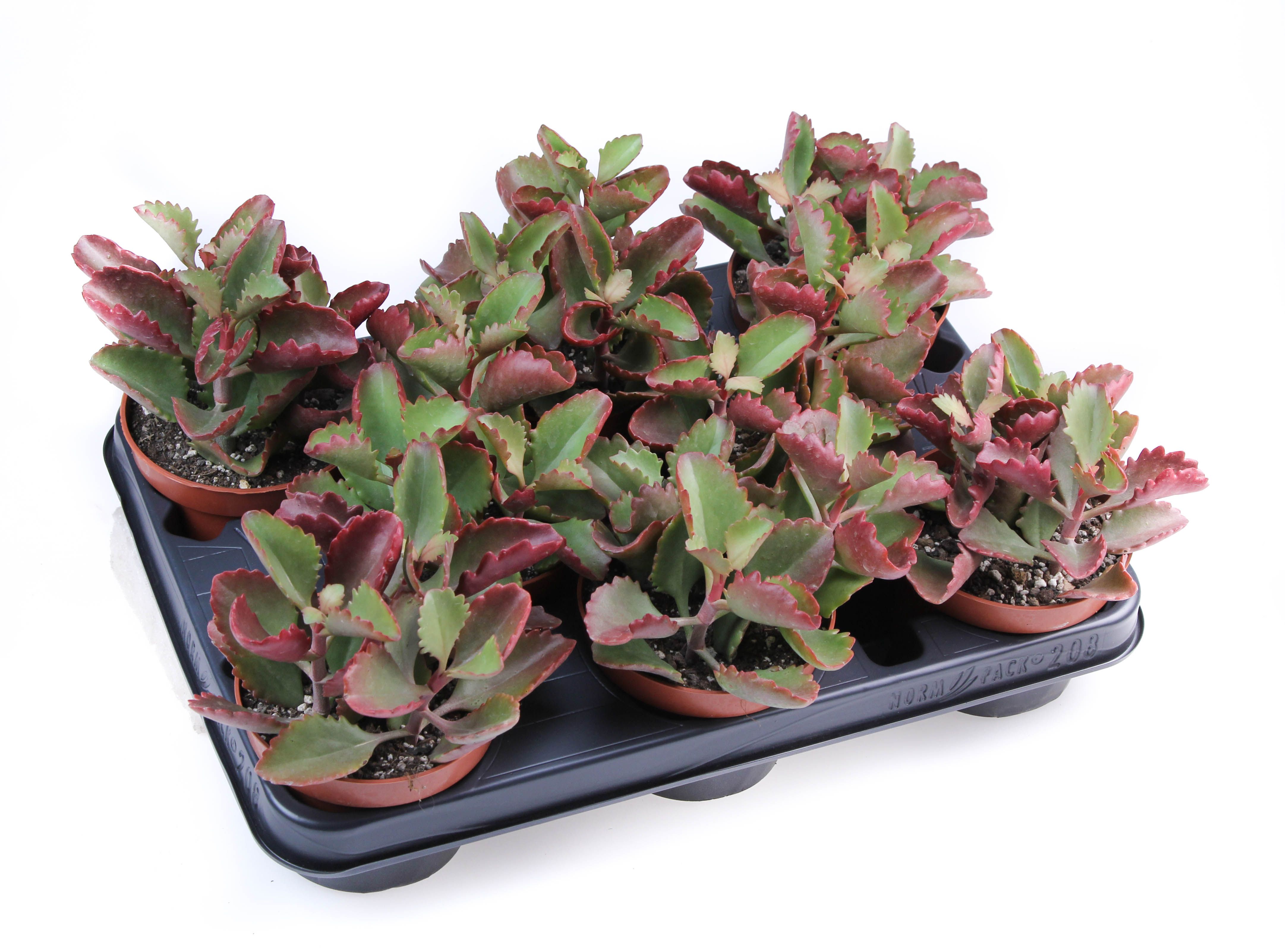 Kalanchoe Rubinea, D 10,5