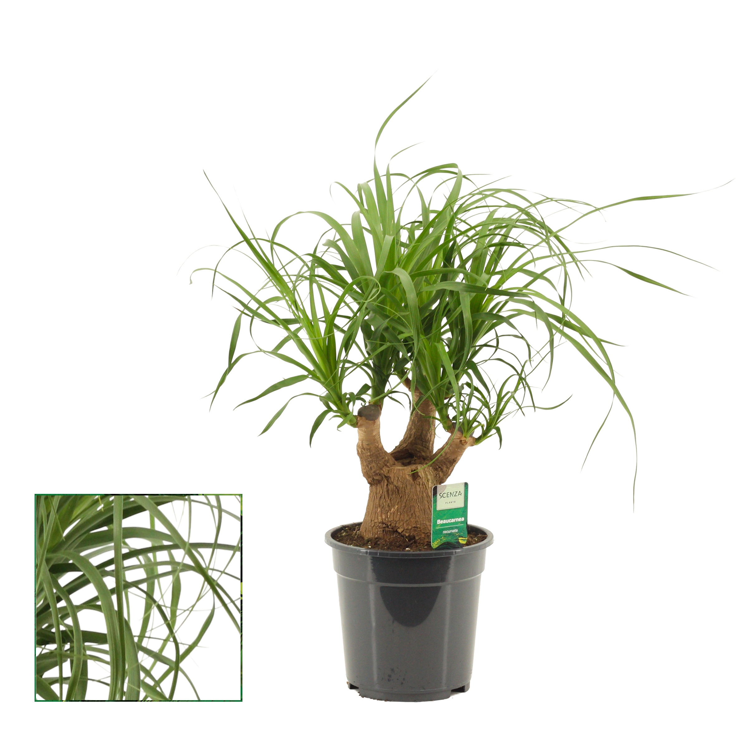 Beaucarnea vertakt 19 cm, D 19