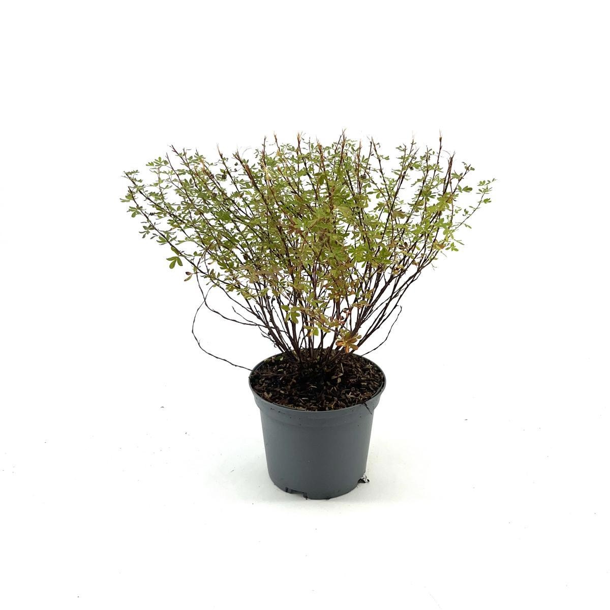 Potentilla f. 'Pretty Polly', D 17