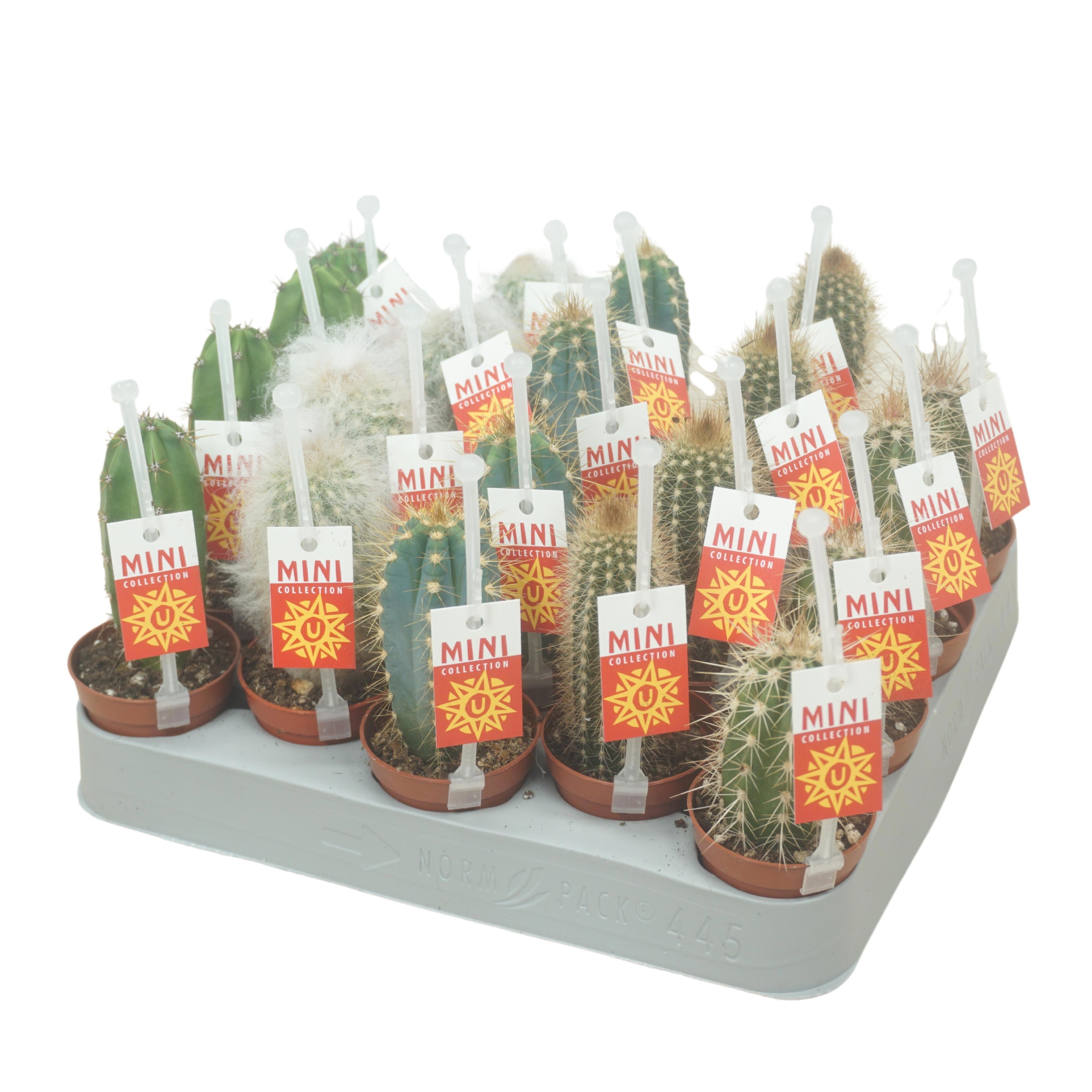 Cactus mix op rij 5,5 cm met picker+etiket, D 5,5