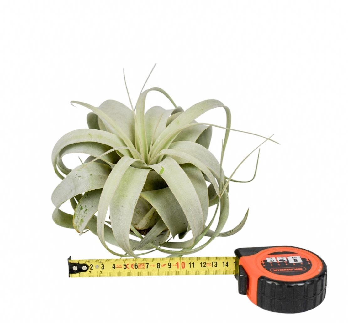 tillandsia xerographica x8, D 15