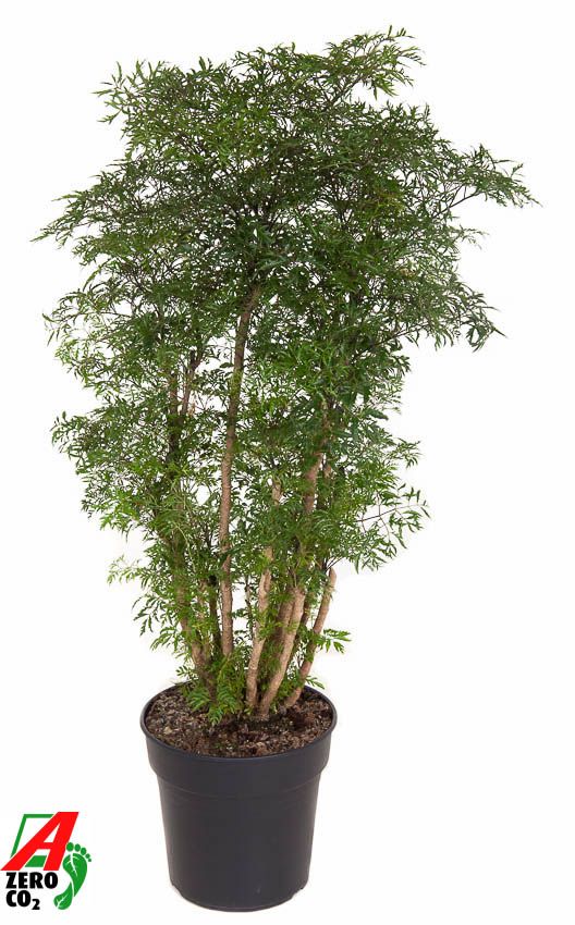 Polyscias Ming vertakt P27, D 27