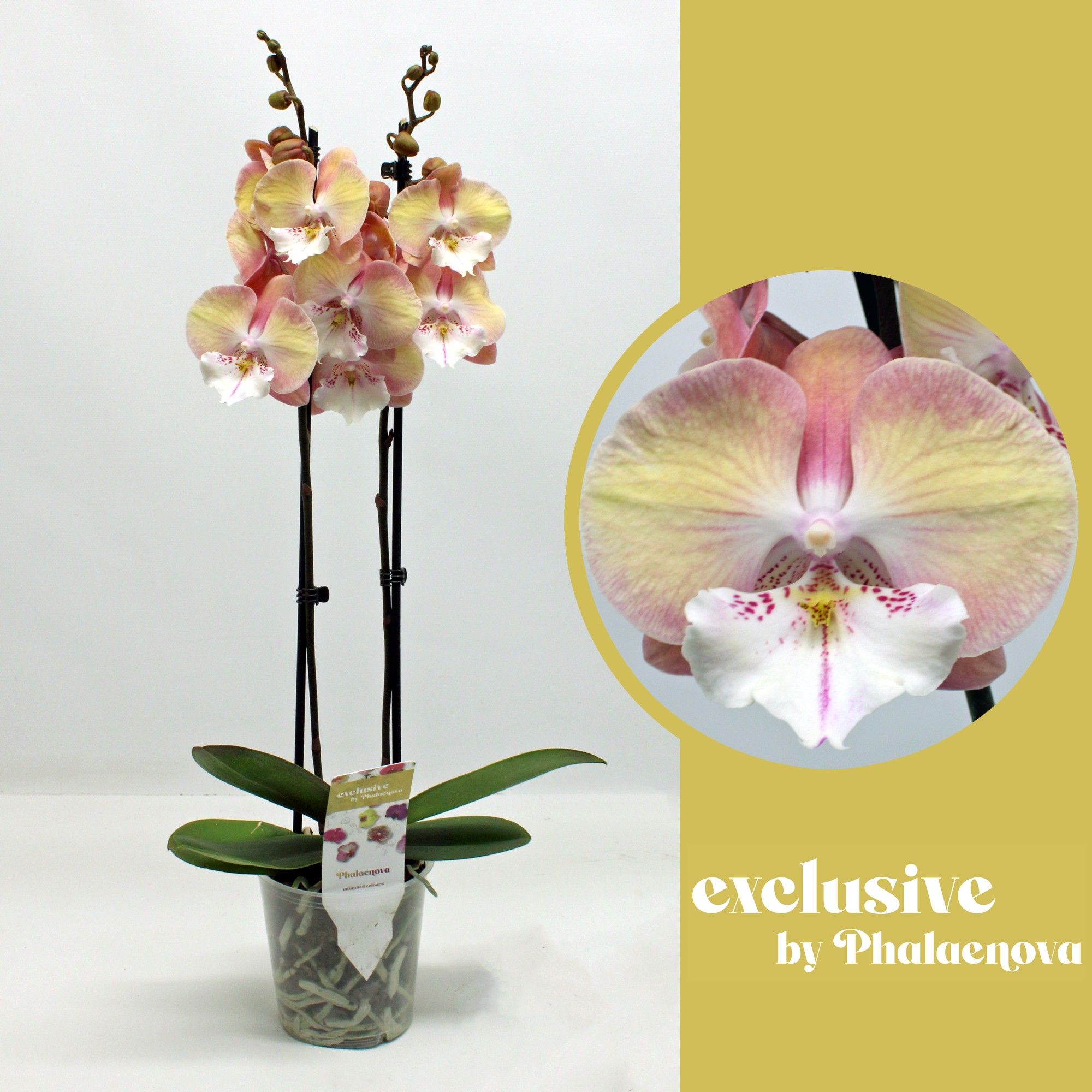 Tina 2-tak 50cm (RIJP), D 12