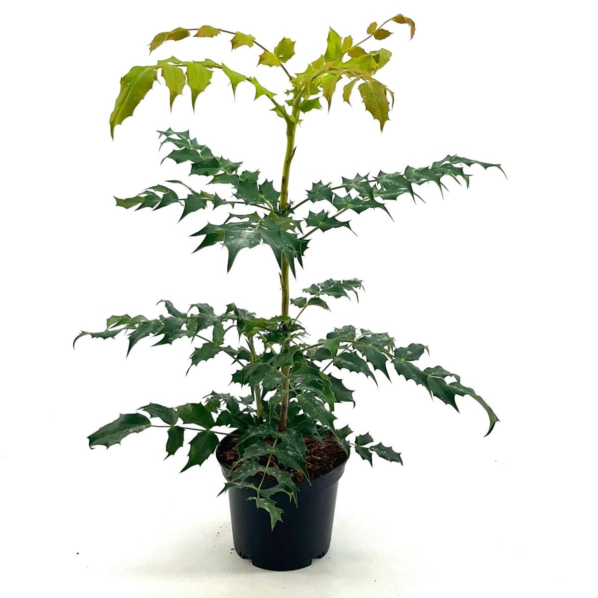 Mahonia japonica, D 19