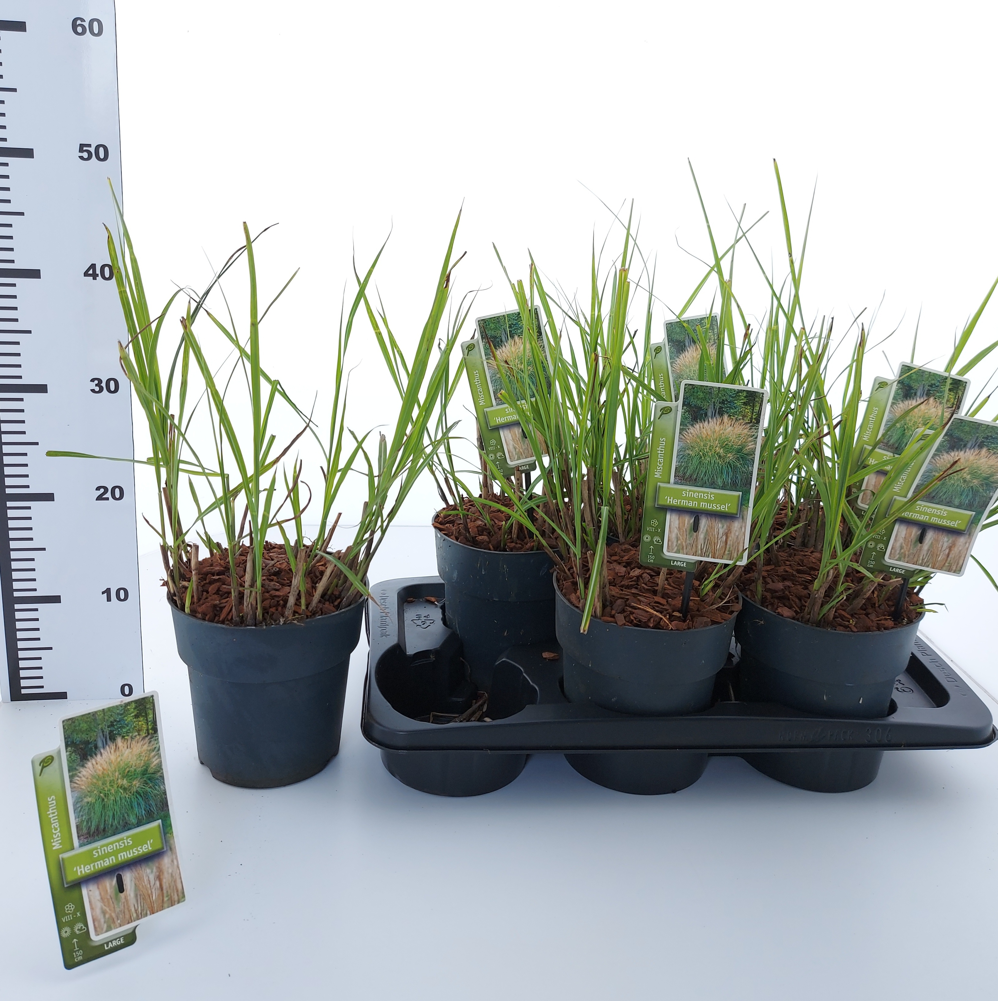 Miscanthus sin. 'Herman Mussel', D 17