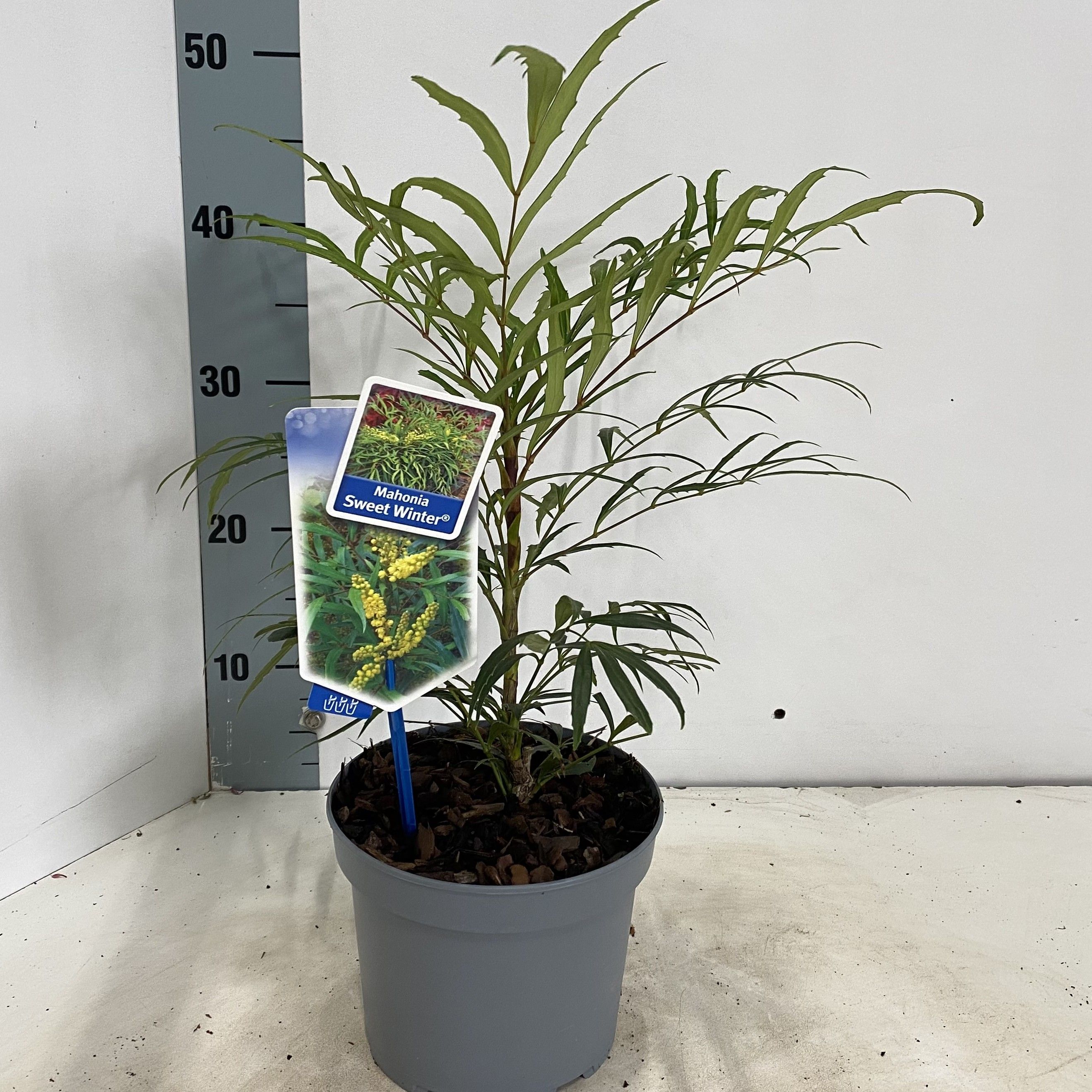 Mahonia Sweet Winter® ('Miniganpi'PBR), D 17