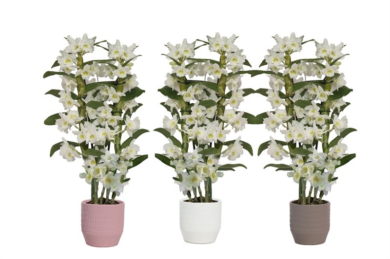 Tirza p12 scores mix Dendr Nobile Apollon 2T16+tros regular, D 12 cm