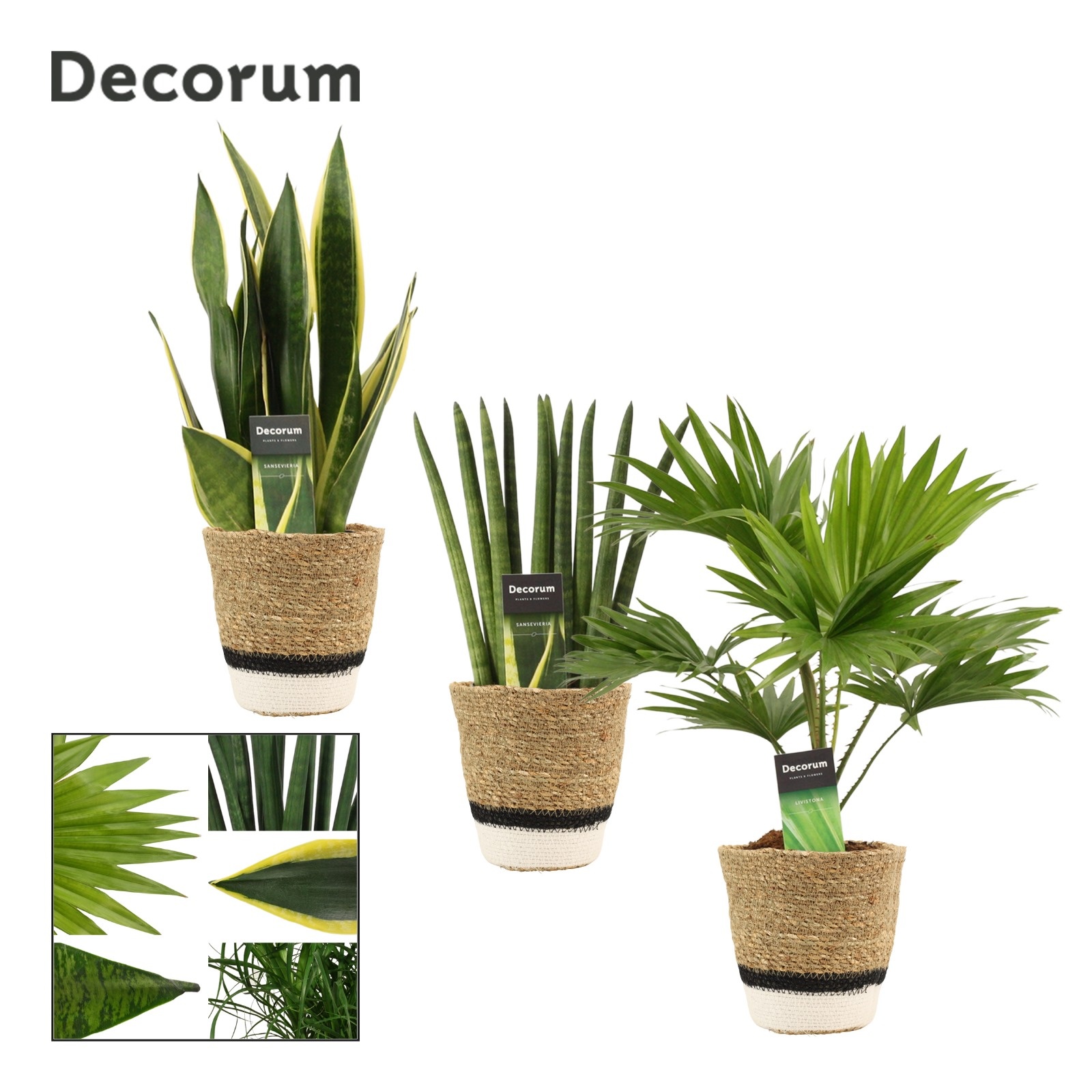 Groenmix 12 cm in Hanoi mand wit (Deco-collection), D 12