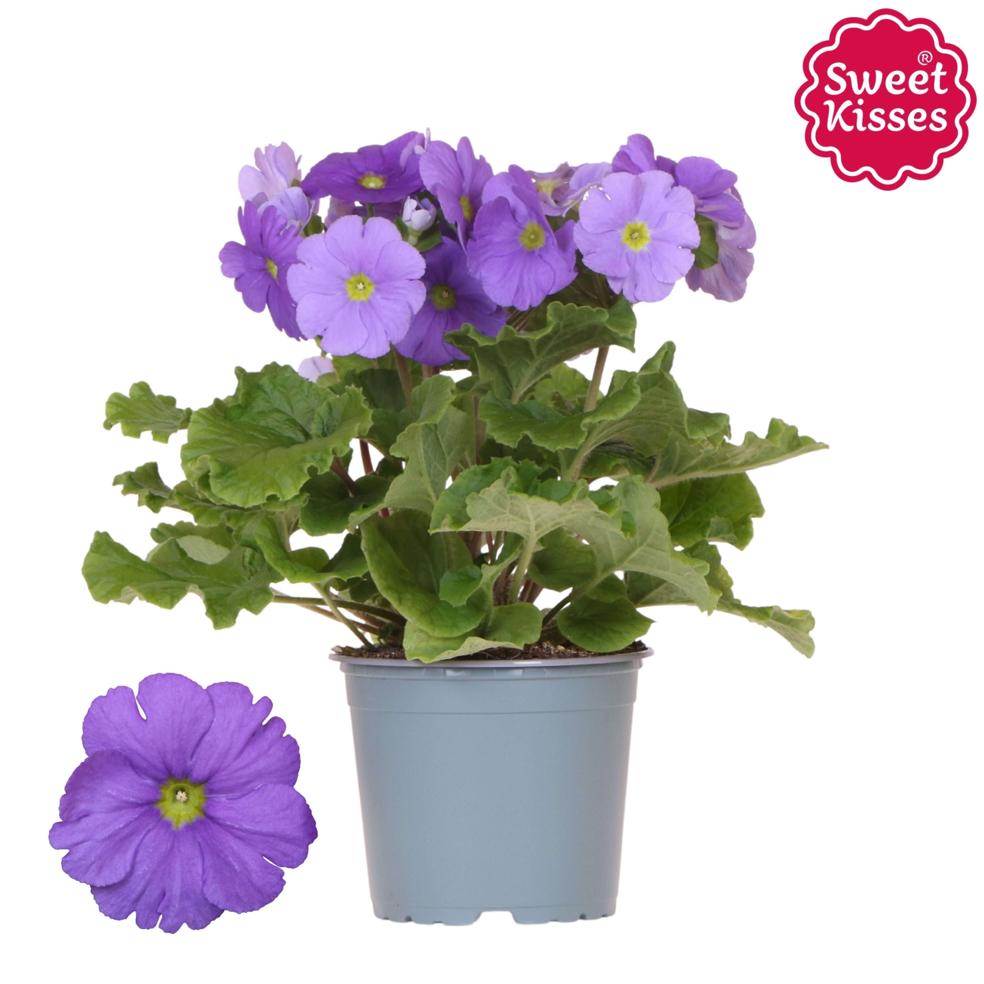 Primula blue, D 12