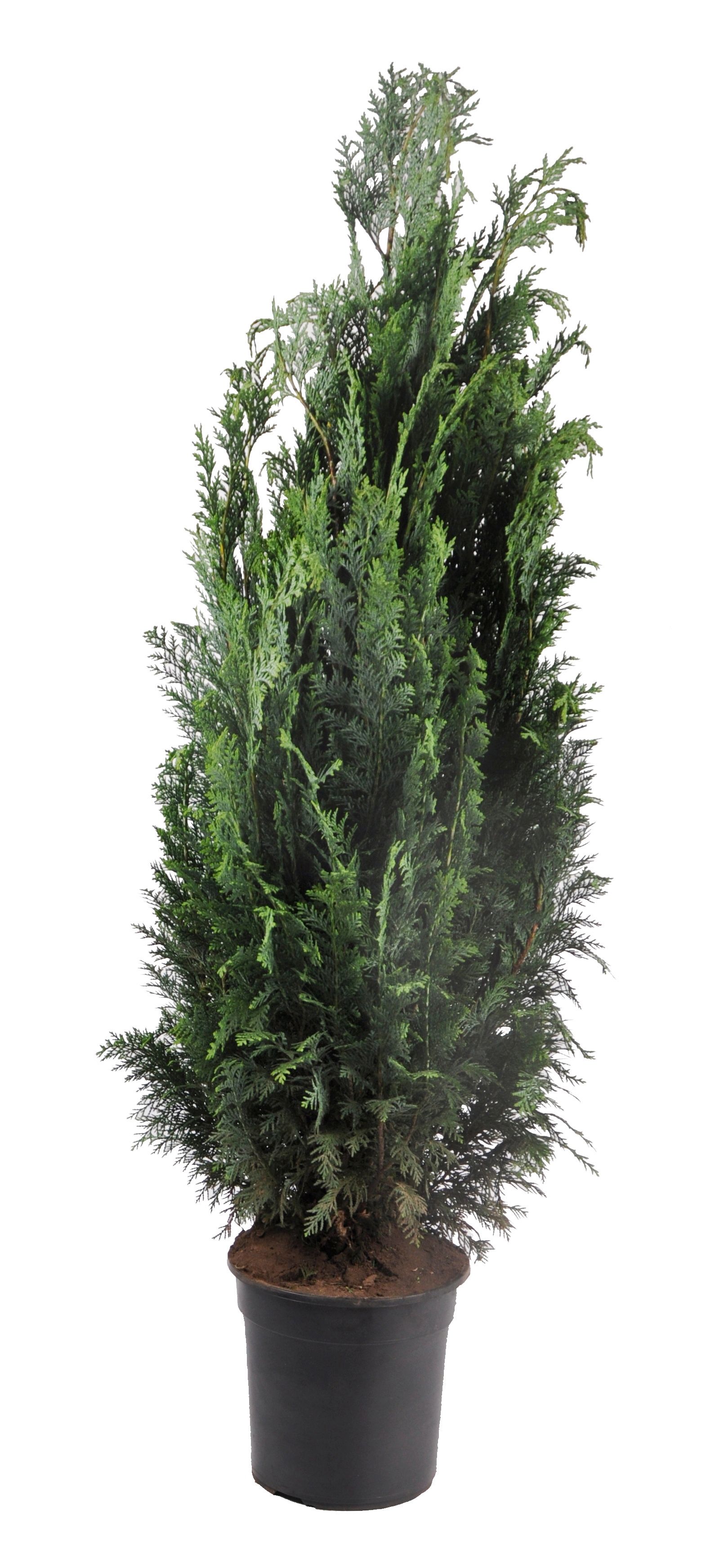 Chamaecyparis law. Columnaris, plantmaat 100-120 cm - Rondgestoken -, D 24