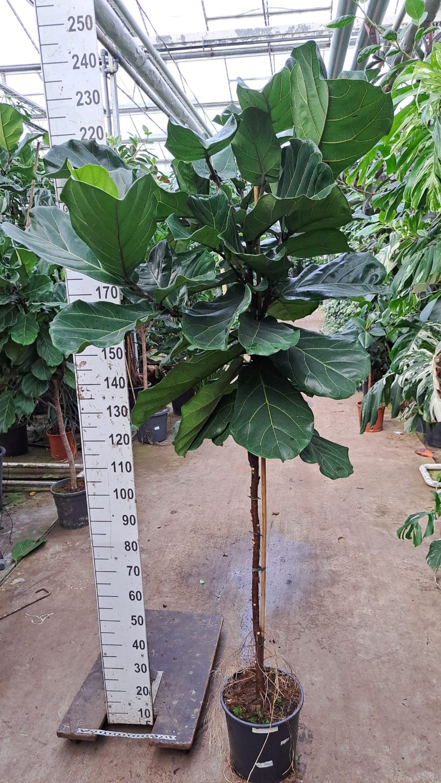 Ficus Lyrata rechte stam 210, D 30