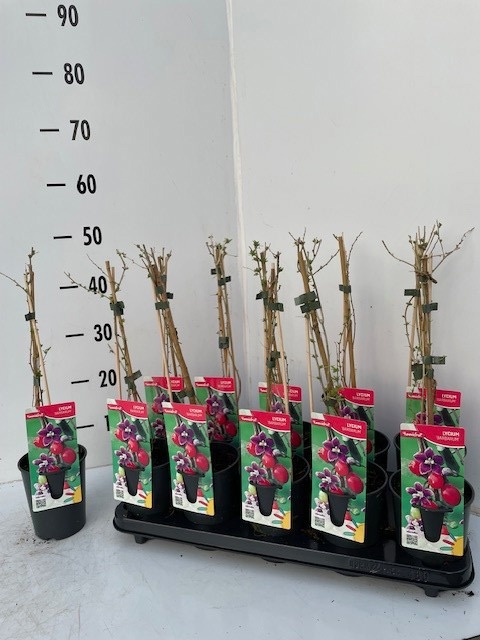 Lycium Barbarum, D 12