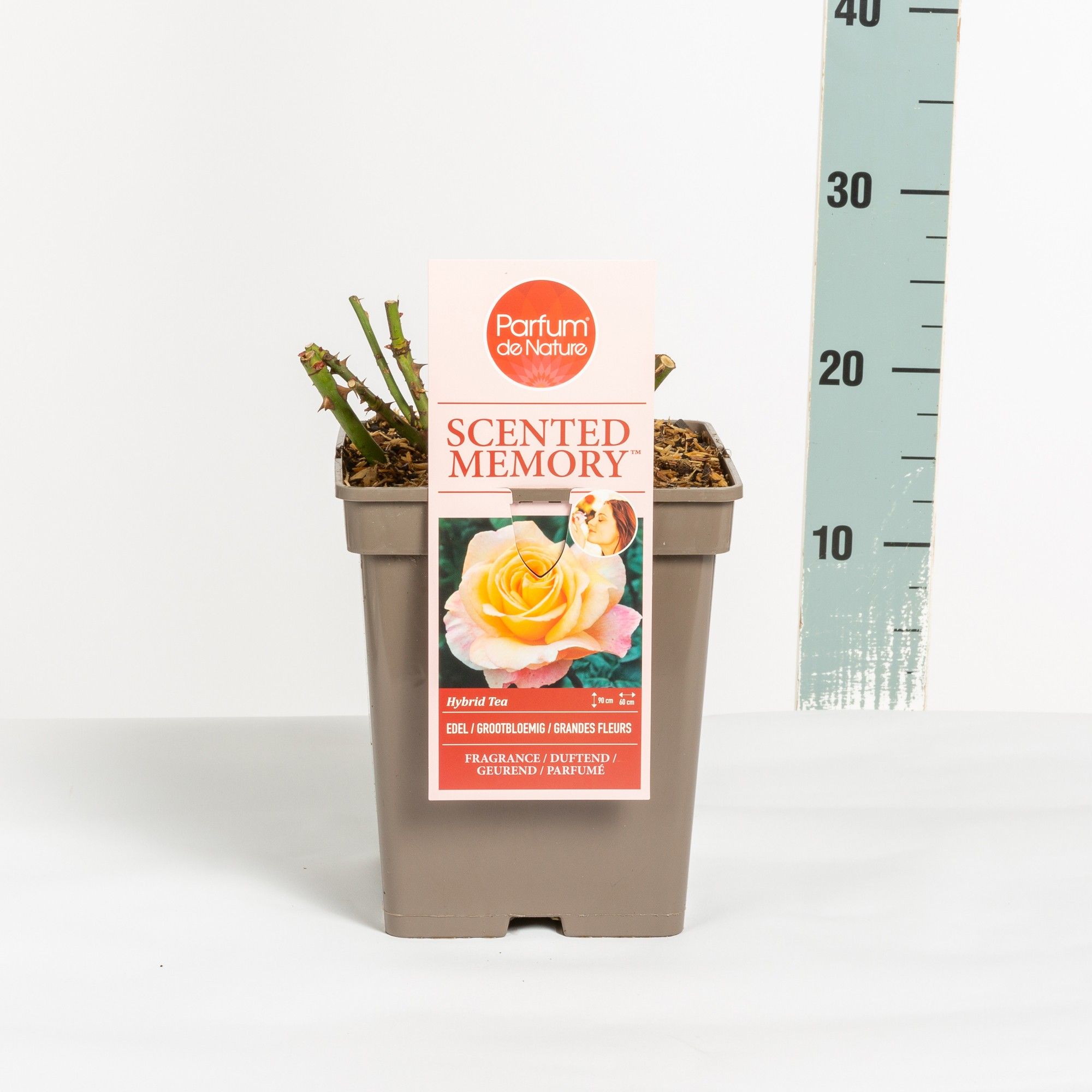 Rosa Scented Memory ® 'Parfum de Nature', C5, D 23