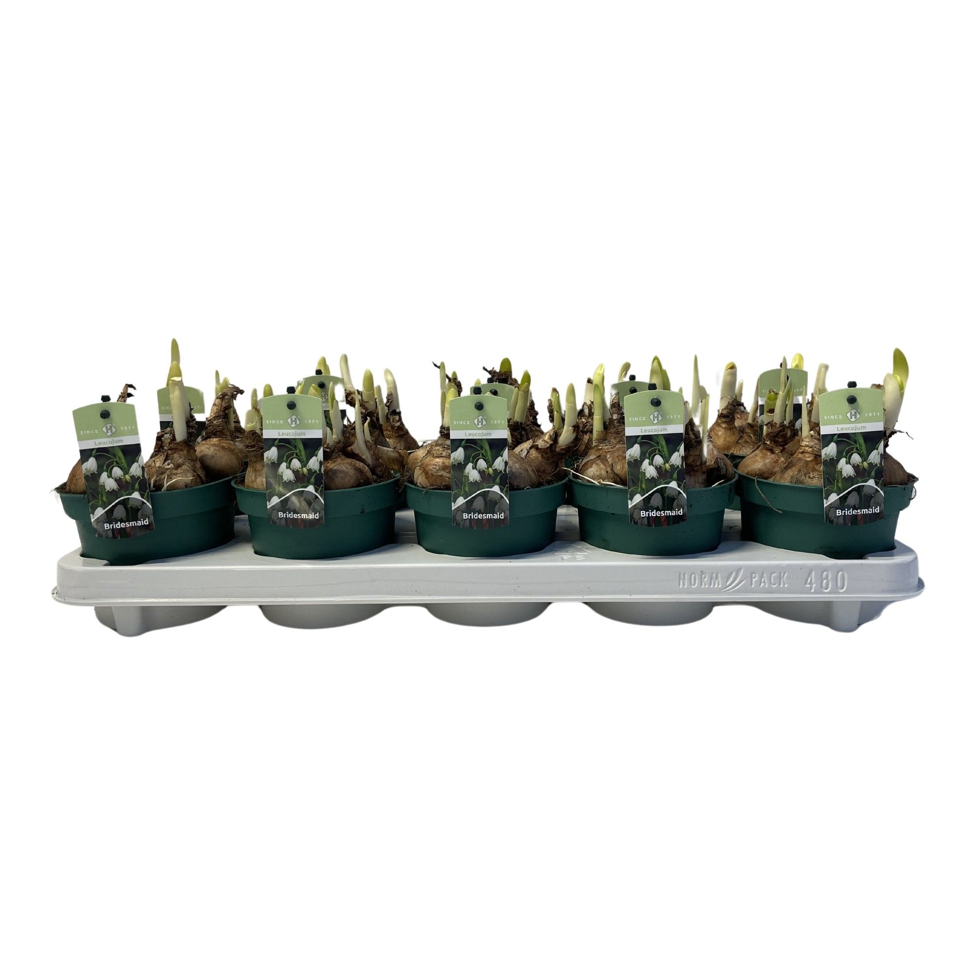 Leucojeum Gravety Giant, D 12