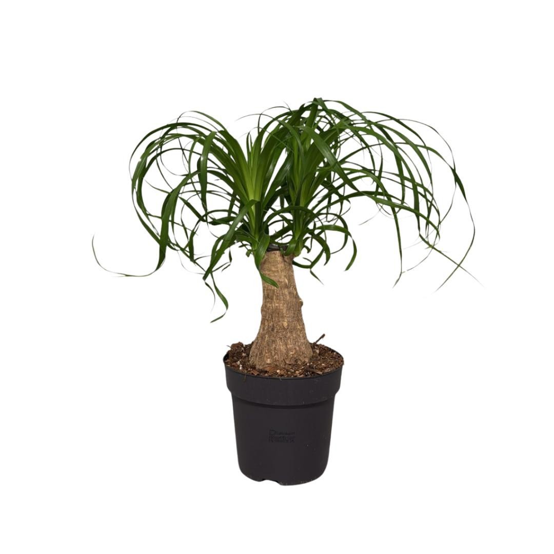 Beaucarnea Recurvata, D 14