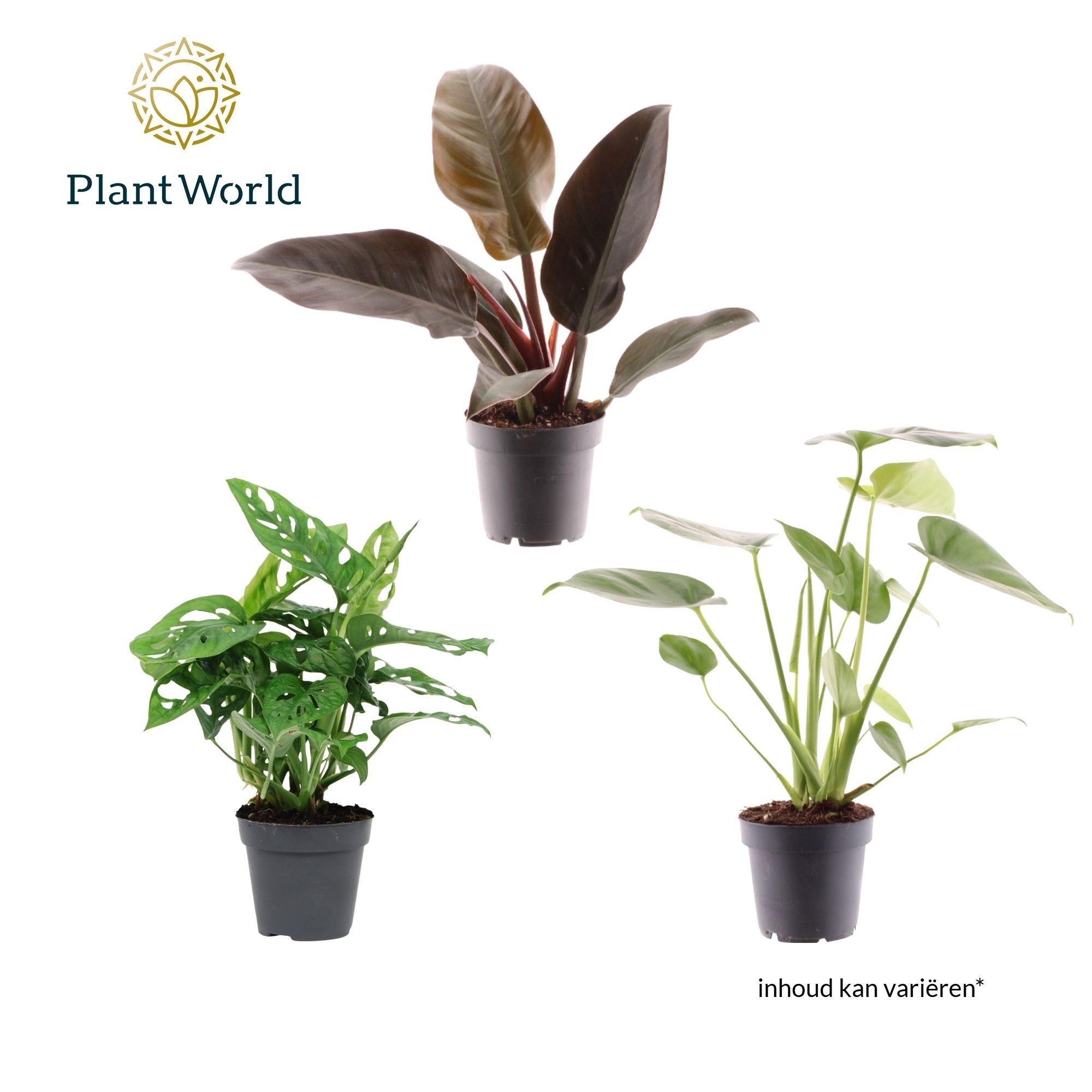 Groenmix Ibiza (diverse soorten), D 12