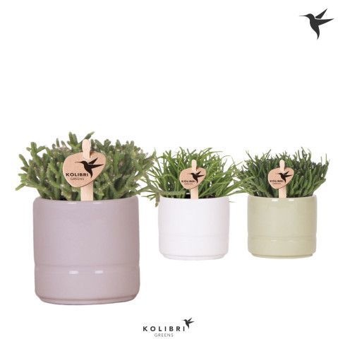 Kolibri Greens Rhipsalis mix in Pastel pot mix, D 6