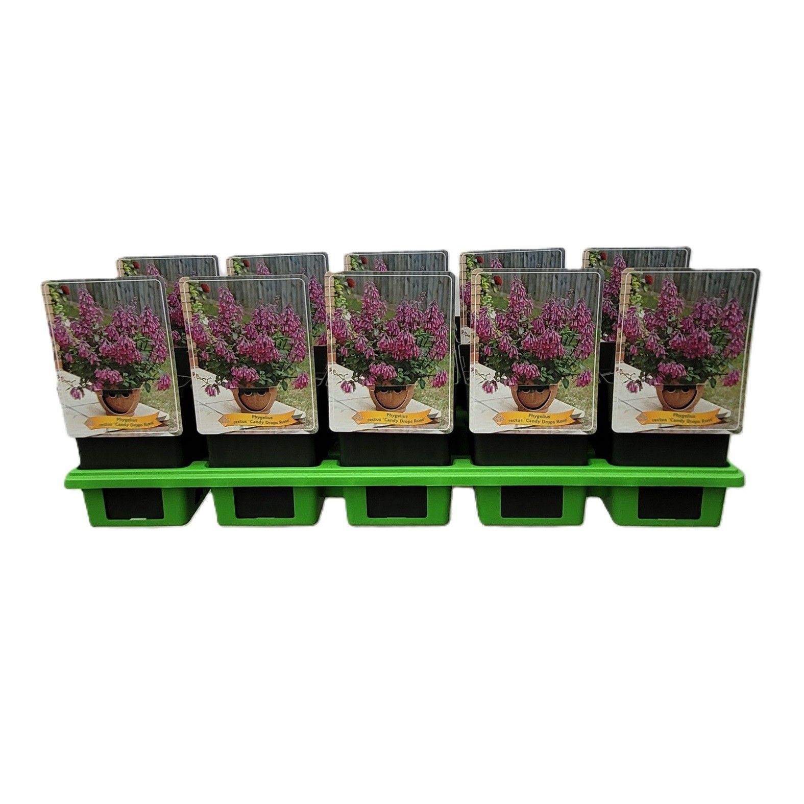 Phygelius rectus 'Candy Drops Rose' P11, D 11