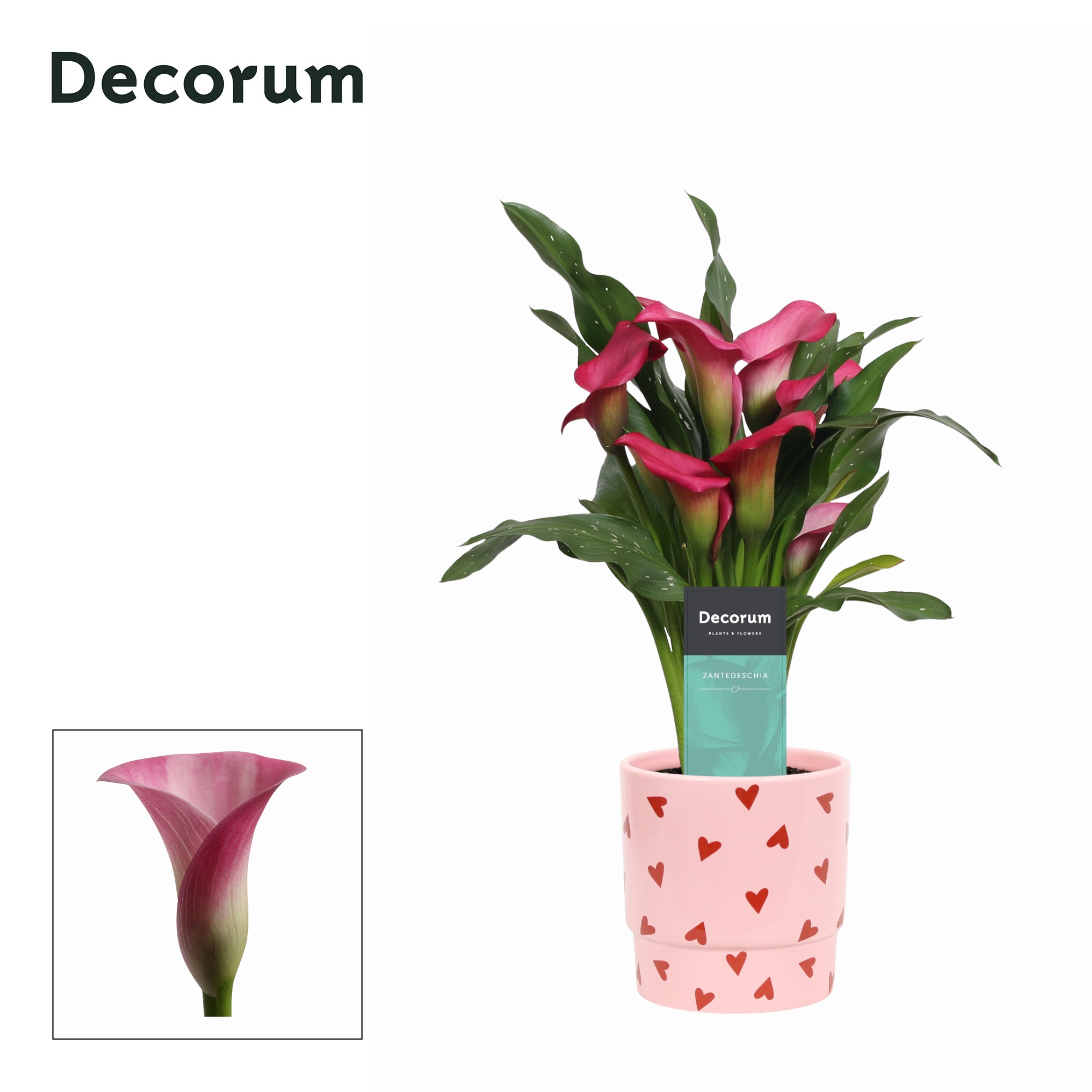 Zantedeschia (Calla) Roze in Ompot Lotte LOVE ( Decorum), D 12
