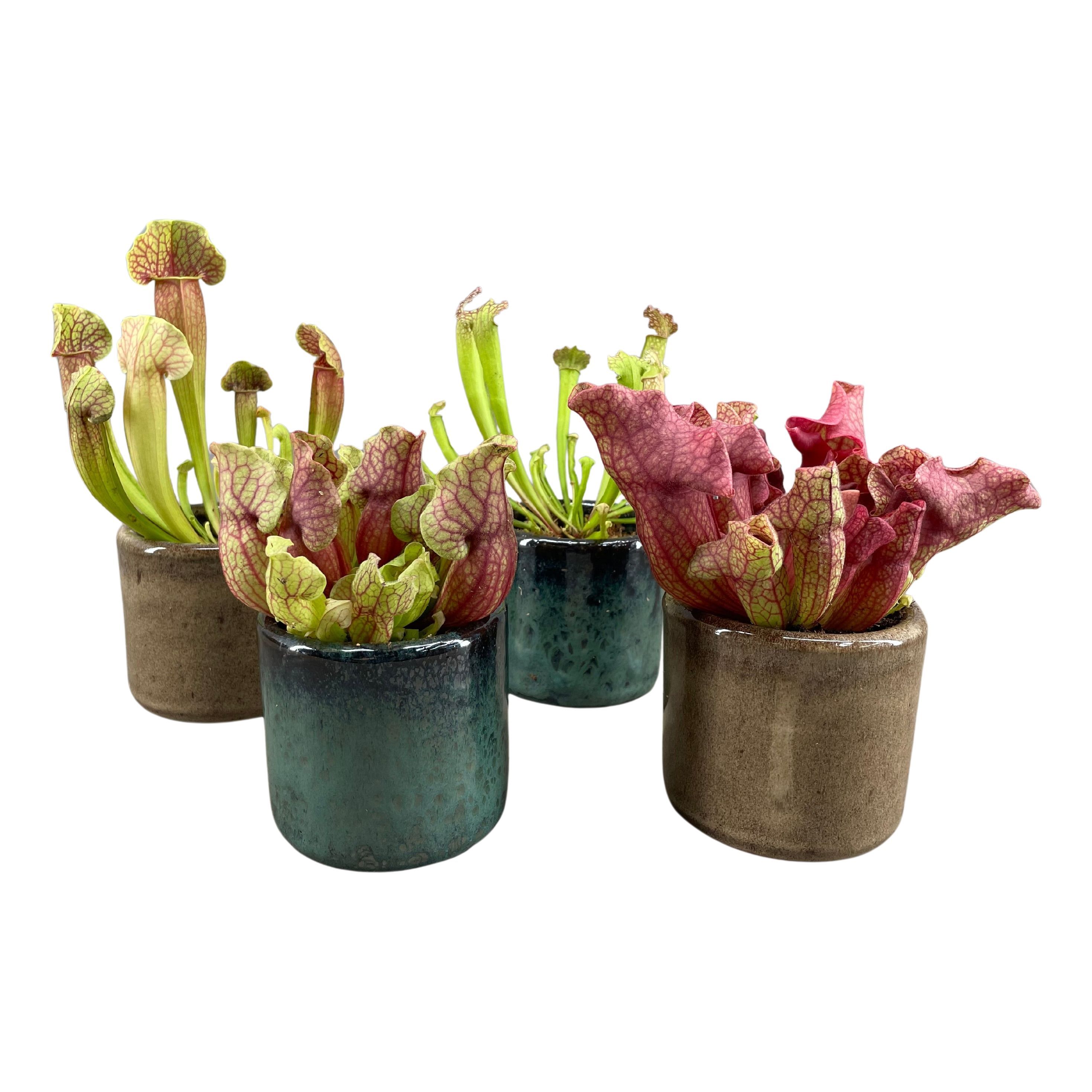 Sarracenia in javea pot groen en taupe, D 9