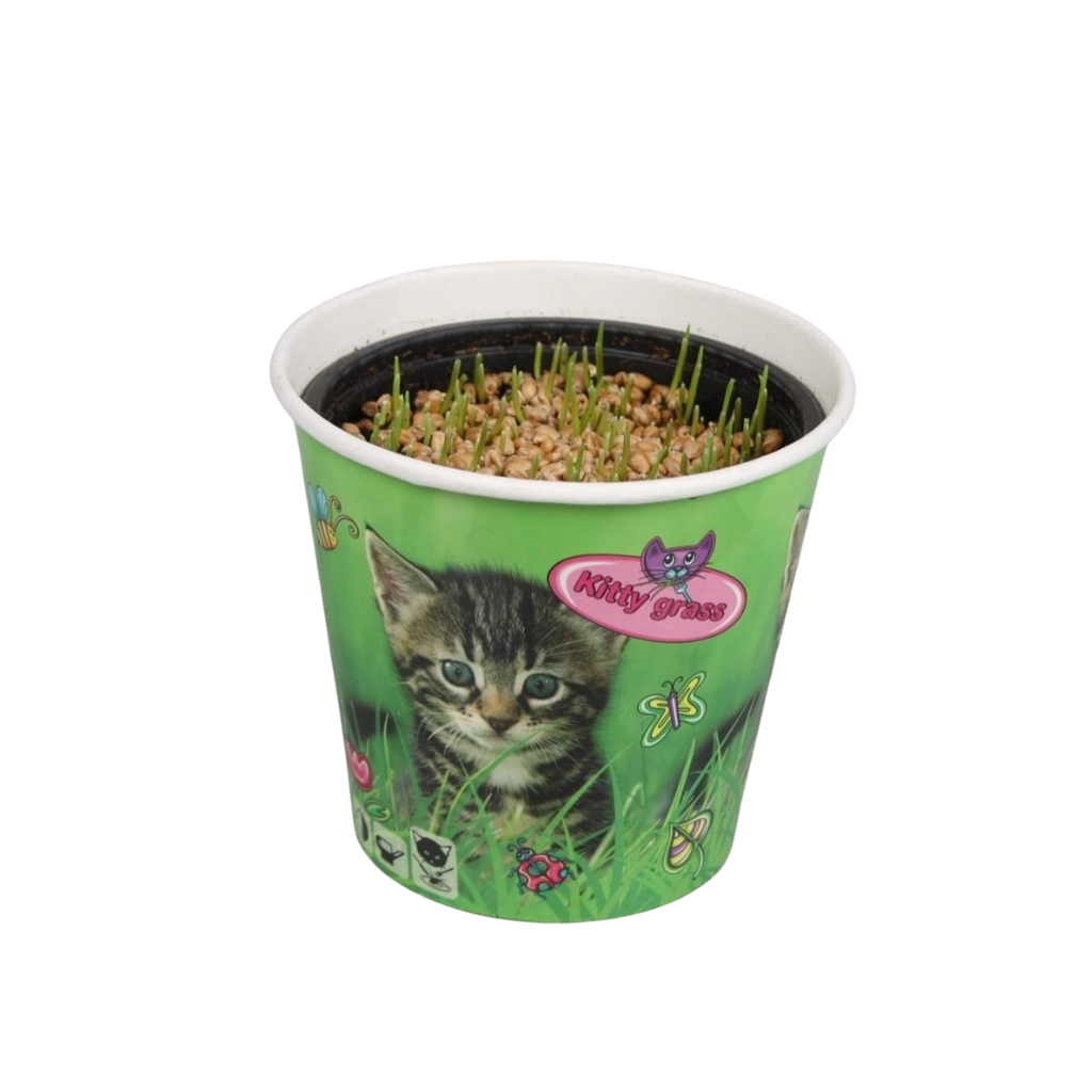 Triticum in kattenbeker, D 12