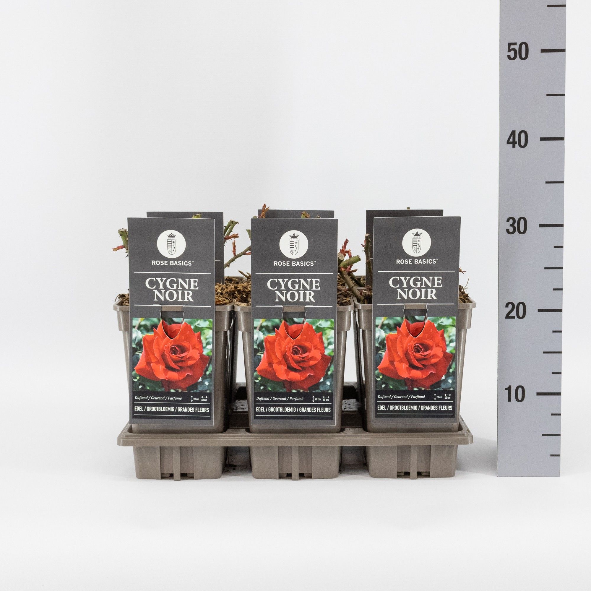 Rosa (TH) Cygne Noir, C3, D 17