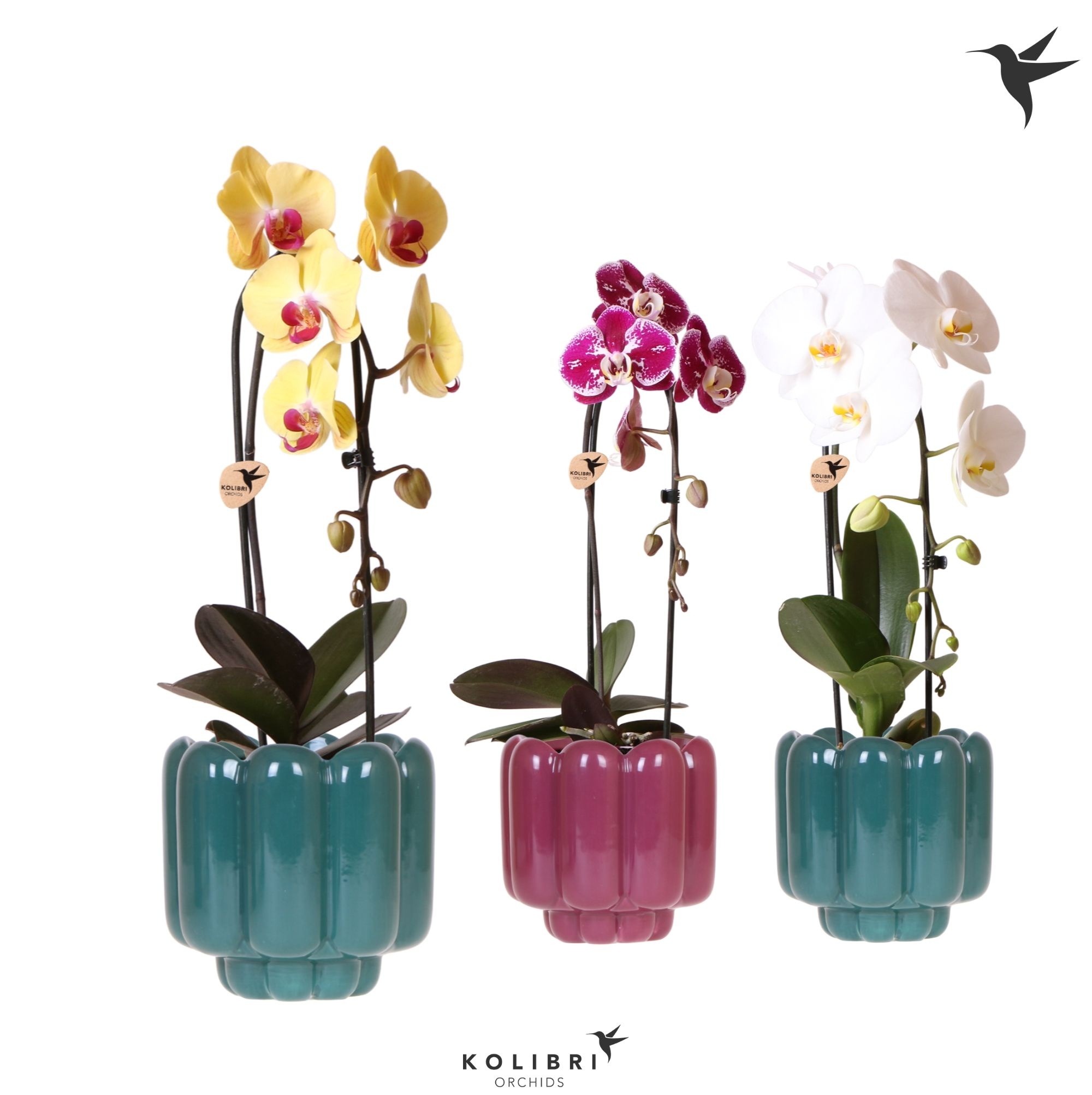 Kolibri Orchids Cascade Niagara Fall mix 1 spike in Retro pot green mix, D 12