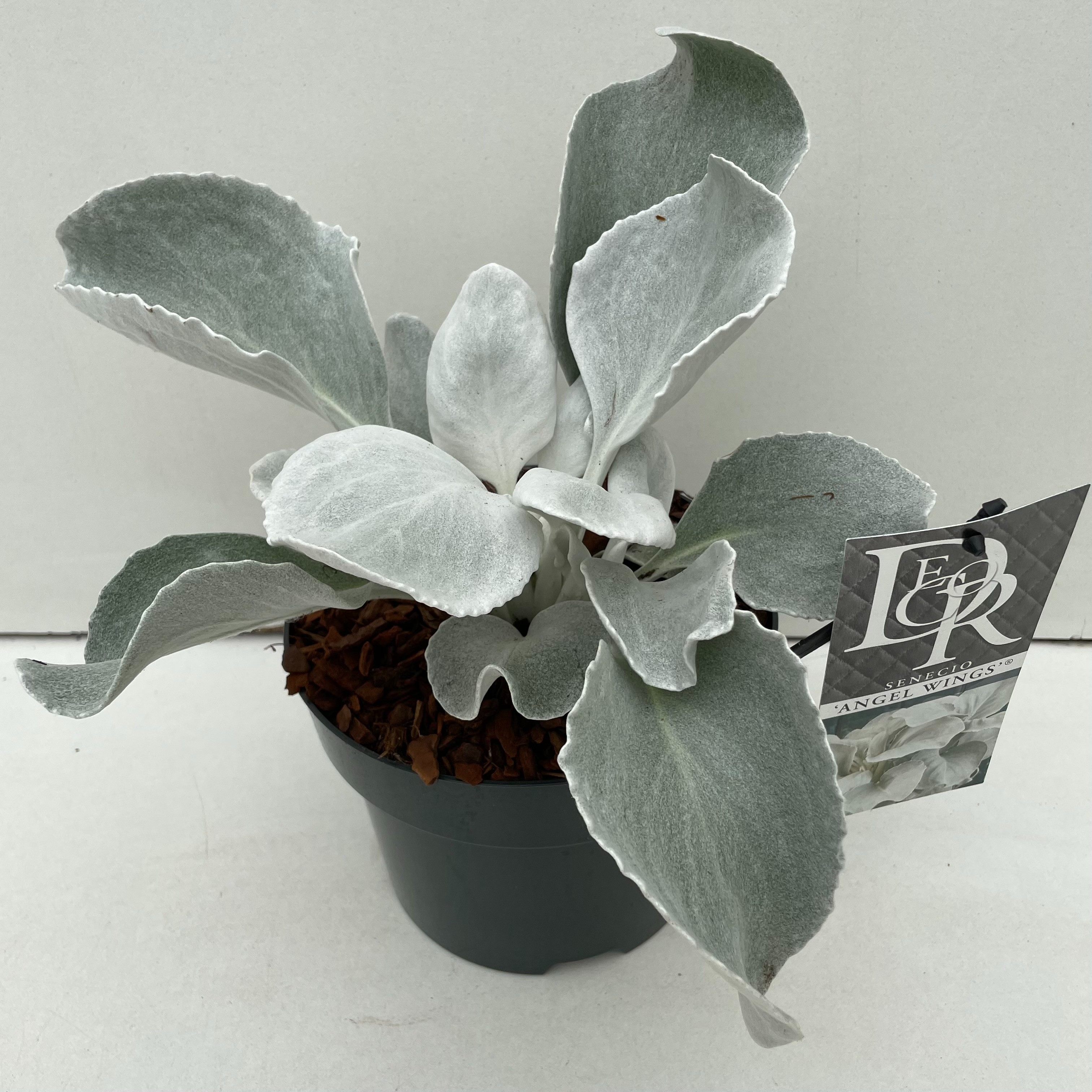 Senecio 'Angel Wings' in tray, D 17