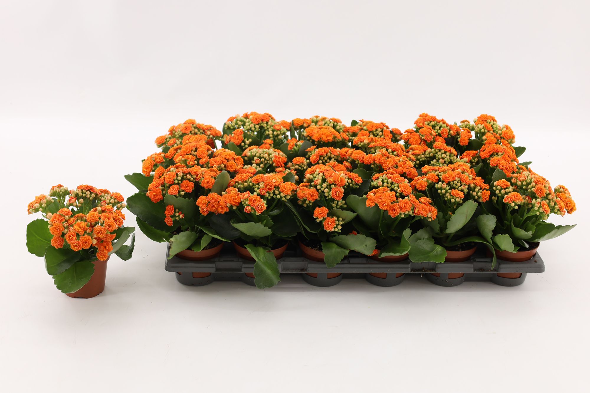 Kalanchoe Double Orange, without sleeve, D 8