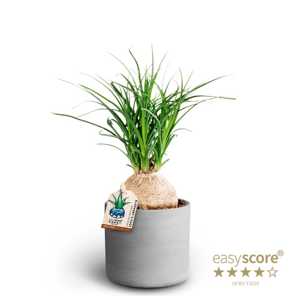 BEAUCARNEA RECURVATA 40903054 Raw Grey Beaucarnea, D 10