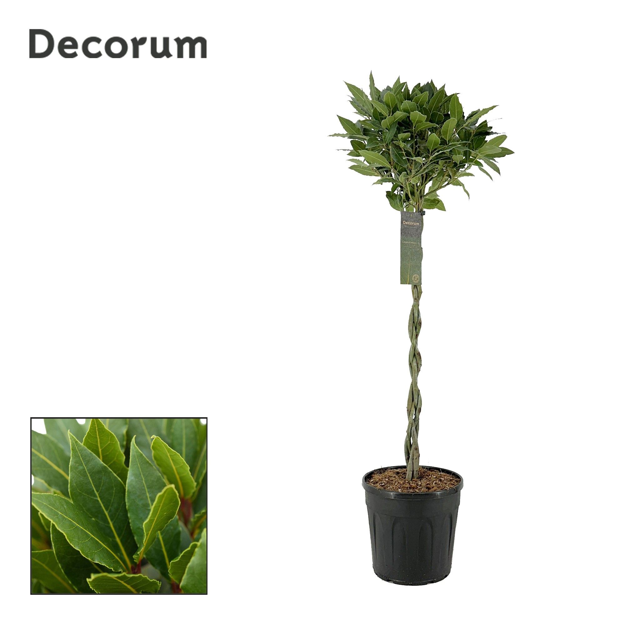 Laurus nobilis Gevlochten stam, D 25