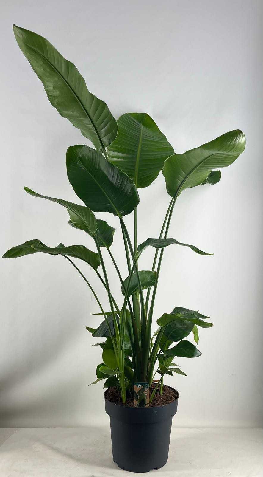 Strelitzia nicolai 30 cm 6 pp, D 31