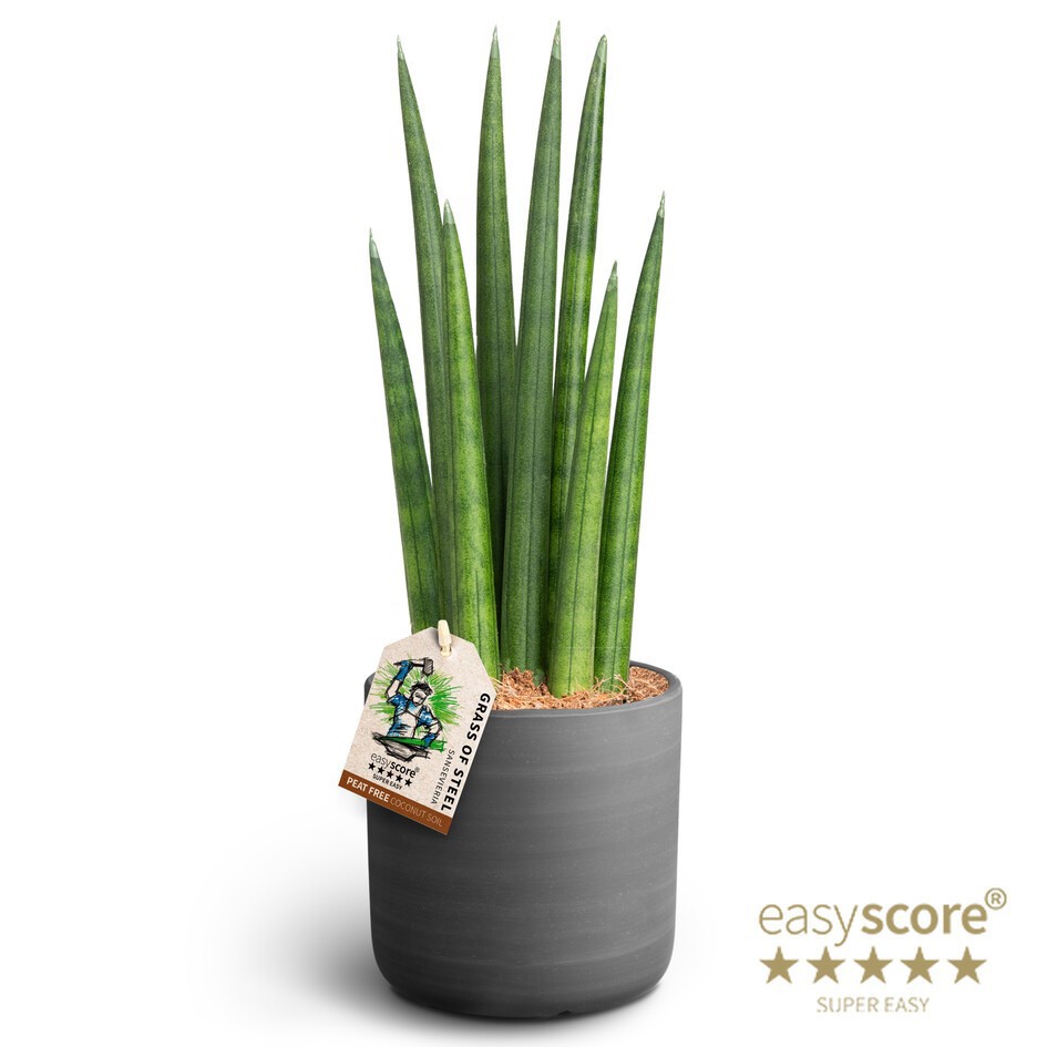 SANSEVIERIA CYLINDRICA 41125050 Raw B Rocket, D 12