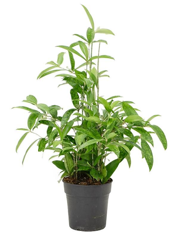 Dracaena surculosa, D 21