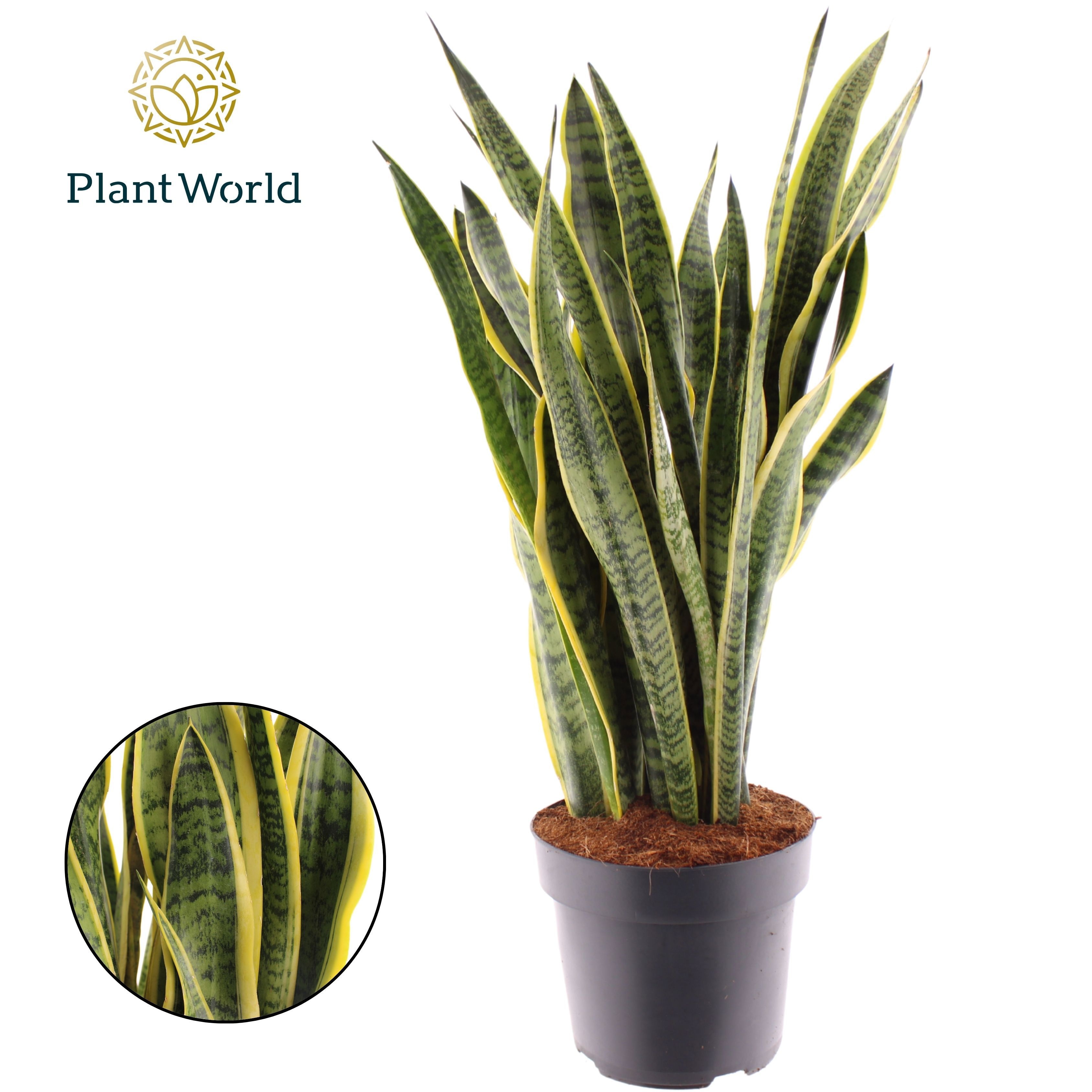 Sansevieria Laurentii, D 24