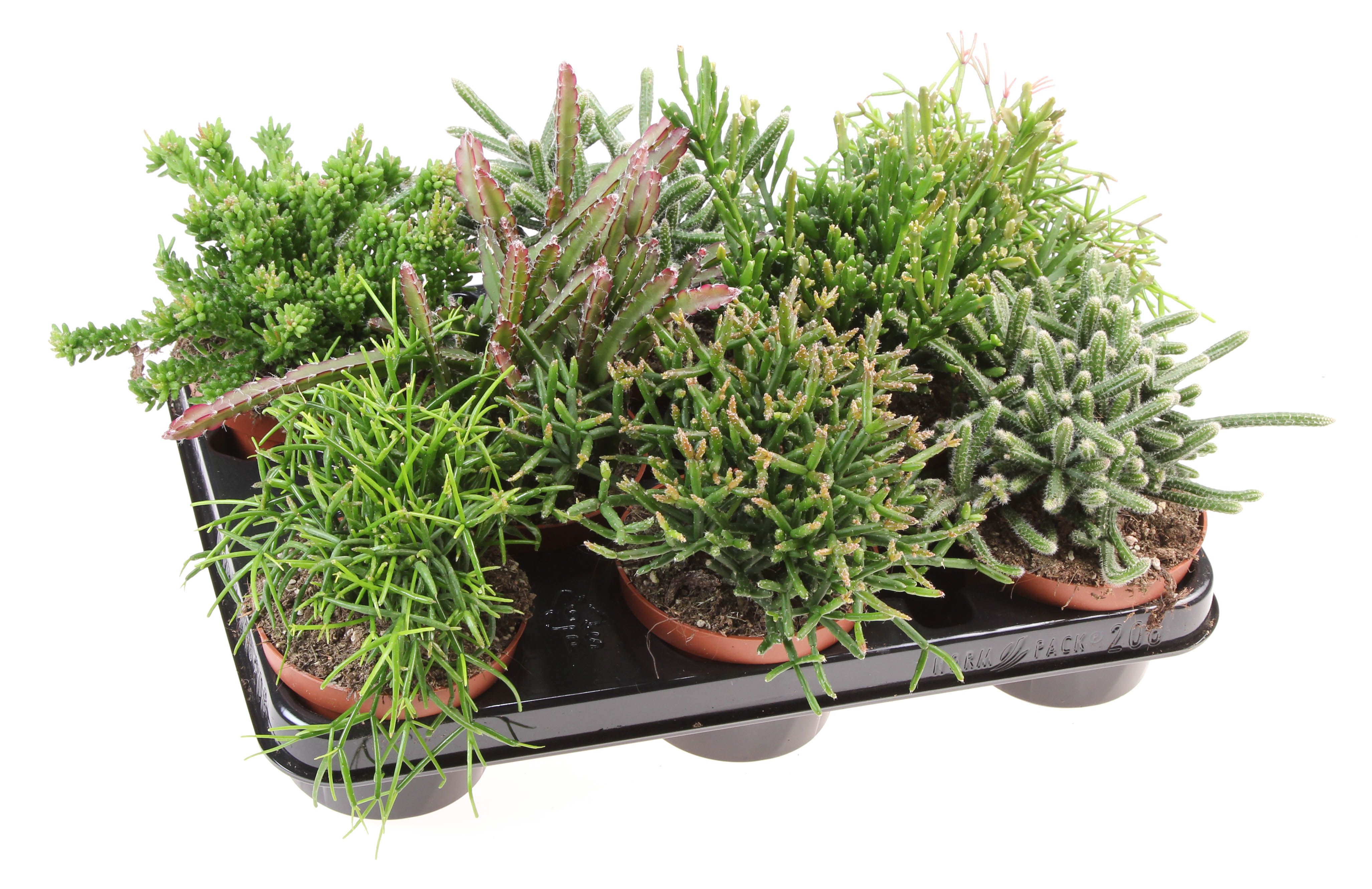Rhipsalis mix, D 10,5
