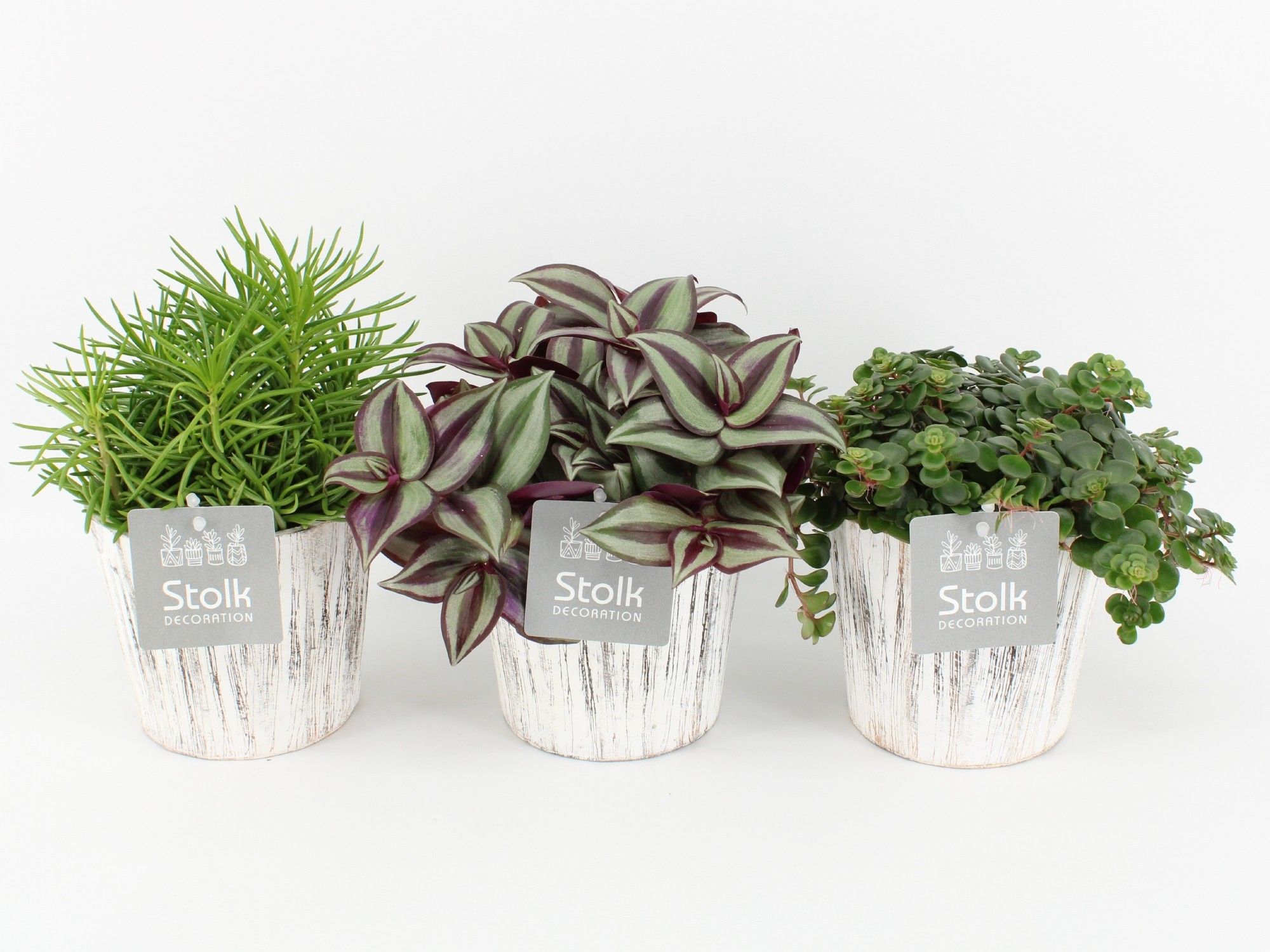 Pure Green Mix in Wood wit soorten : Rhipsalis, Tradescantia, Sedum, D 13