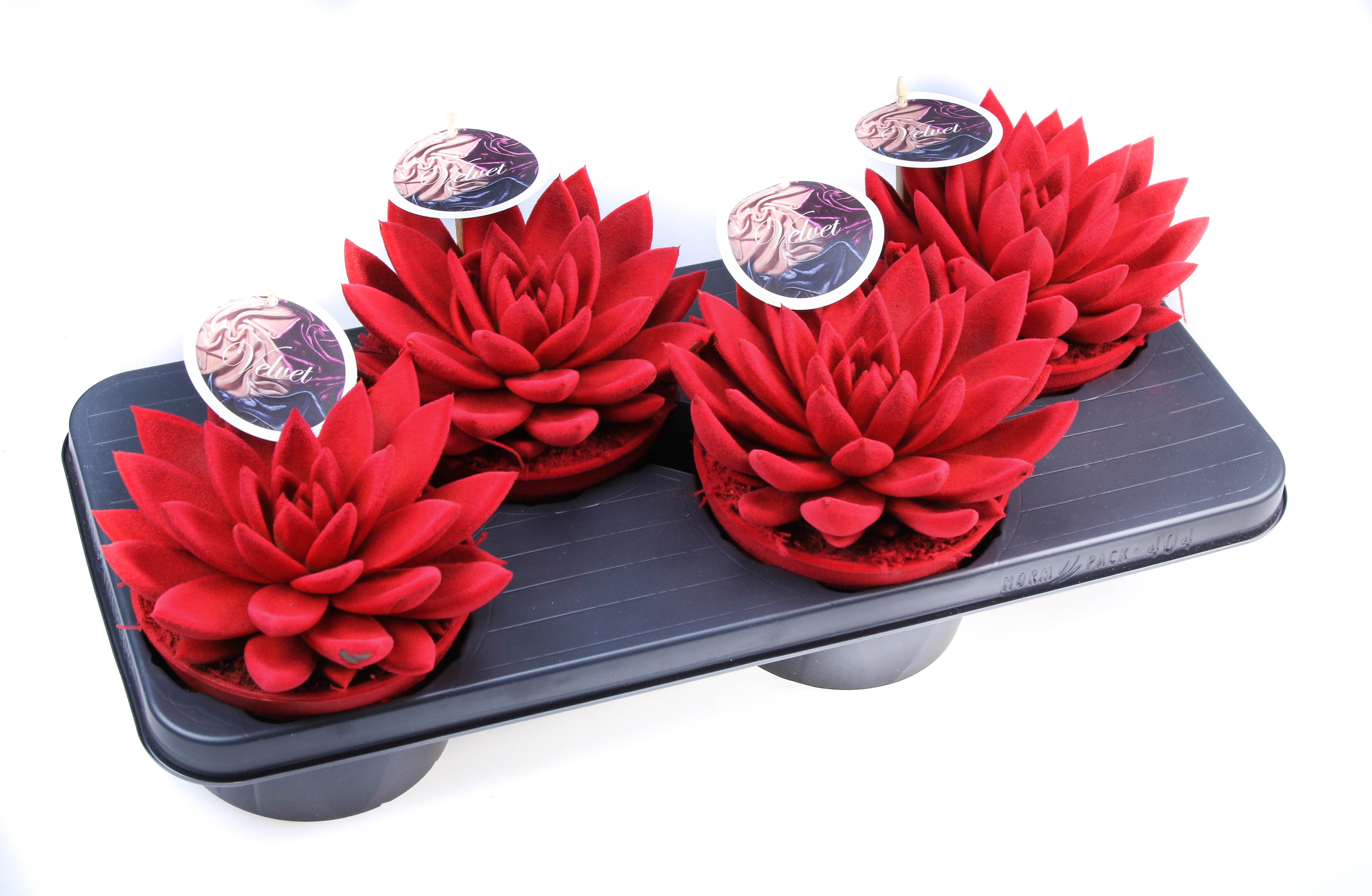 Velvet rood + etiket, D 15