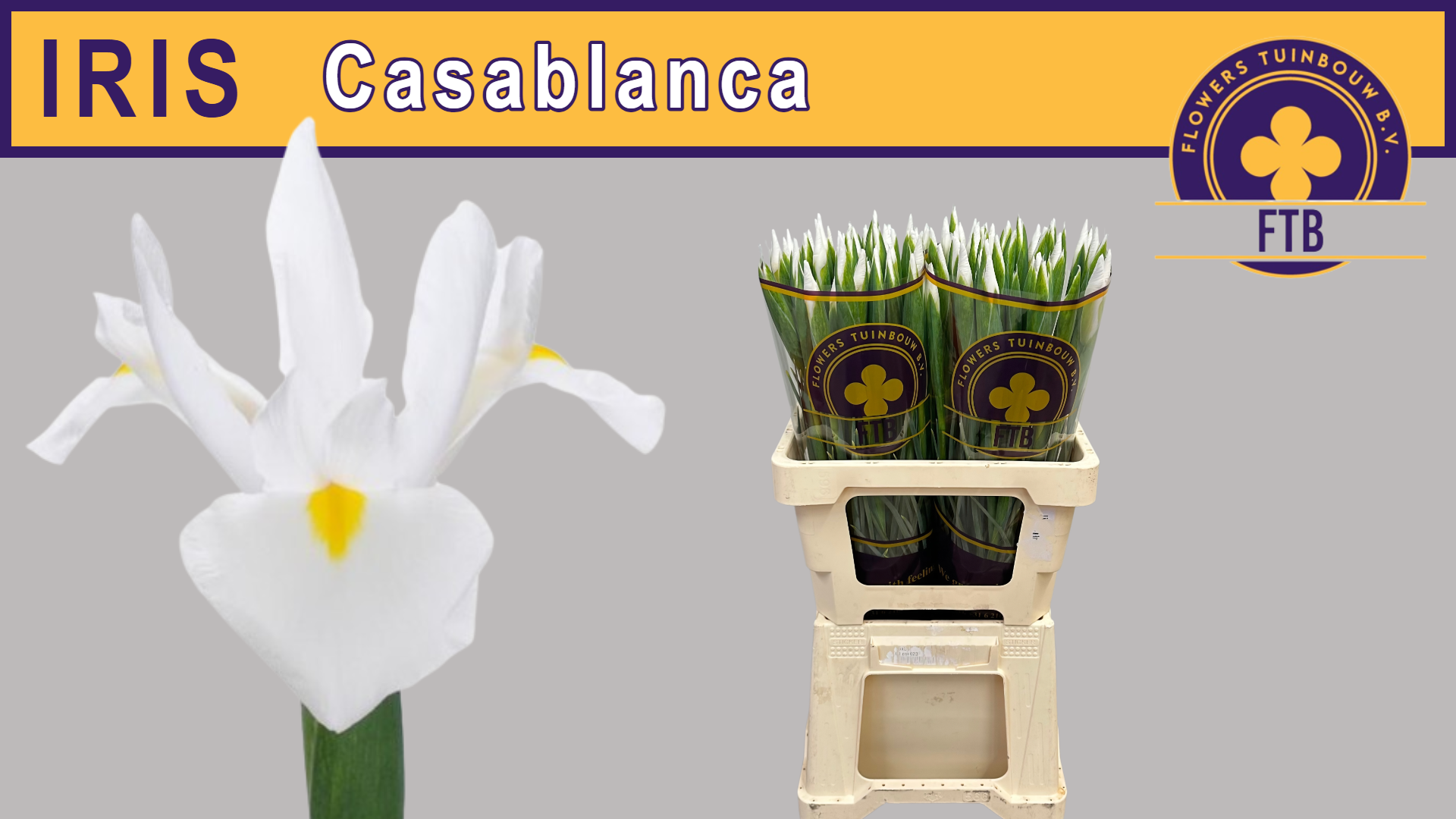 Ирис Касабланка (бел.), шт.