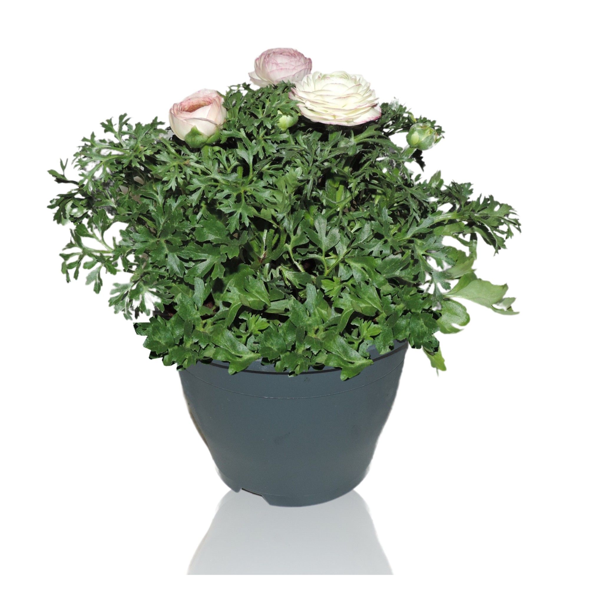 Ranunculus Sprinkles Patiopot 19 cm Violet Bicolour, D 19