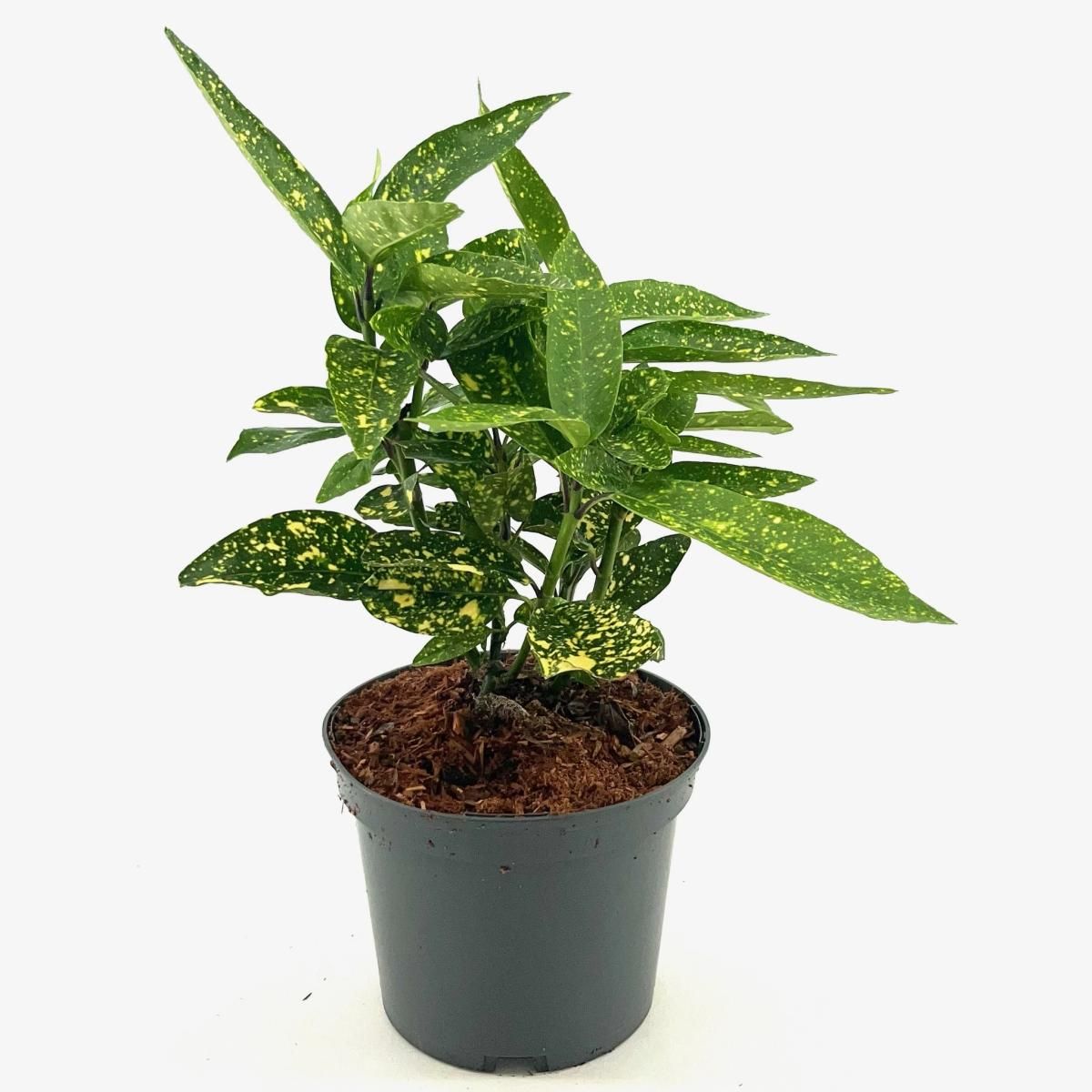 Aucuba jap. 'Variegata', D 19