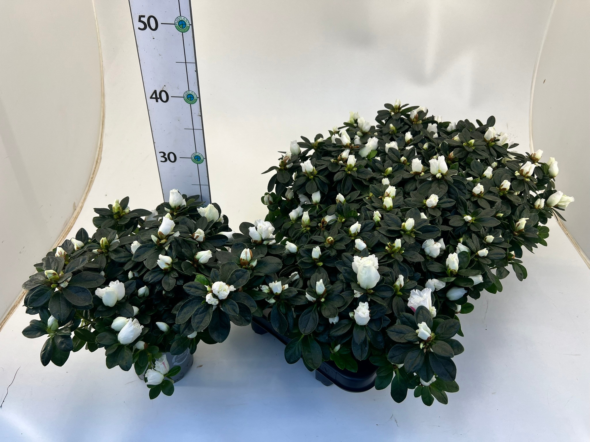 Rhododendron simsii T14 white, D 14
