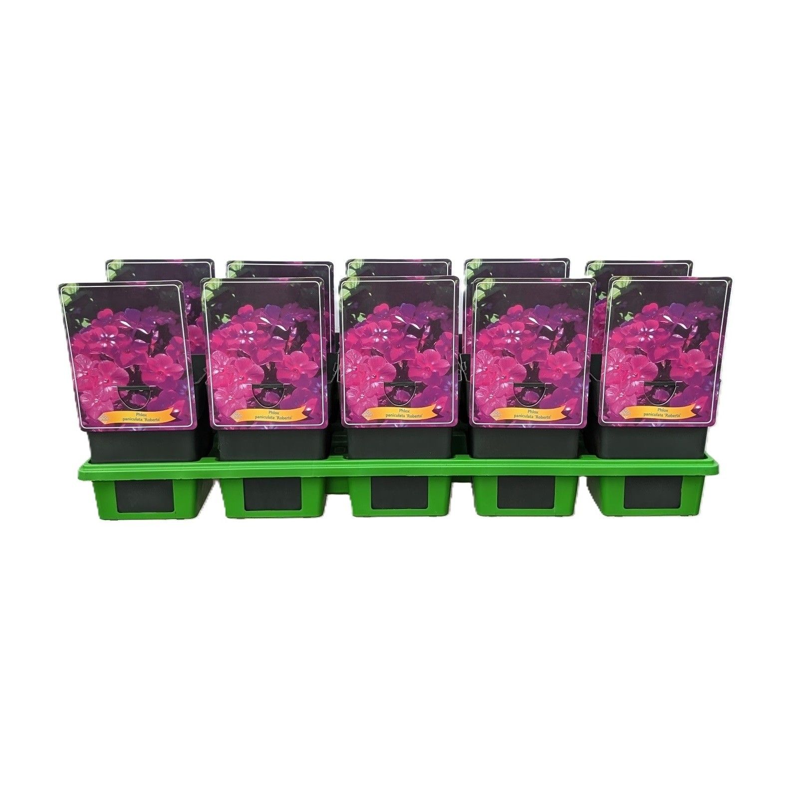 Phlox Paniculata 'Roberta' P11, D 11