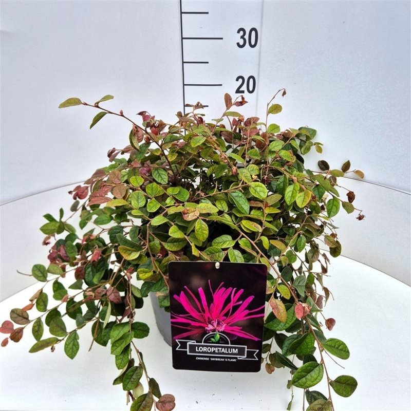 Loropetalum chin. 'Daybreak's Flame, D 29